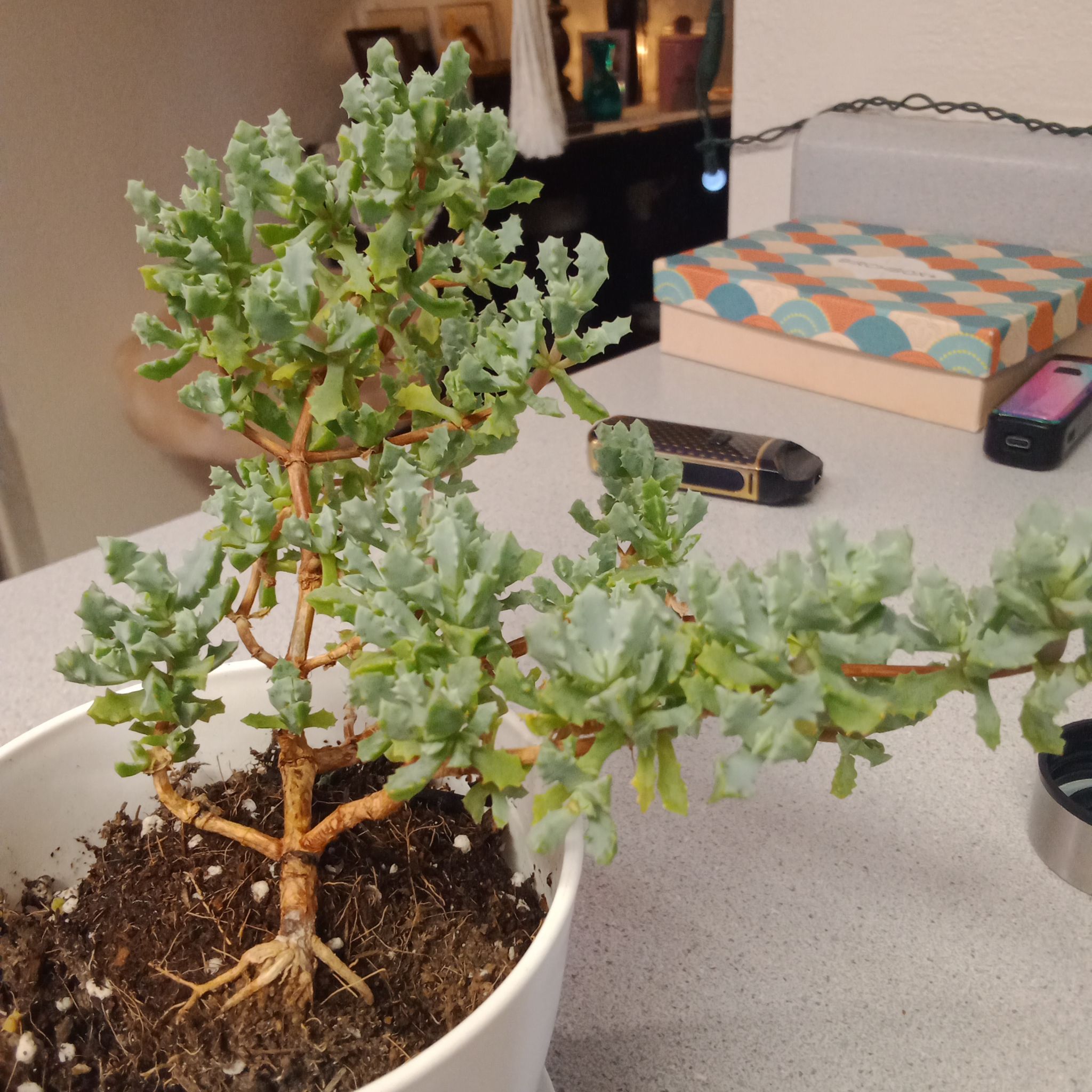 Deltoid-Leaved Dew Plant in a white pot with visible soil, healthy green leaves.