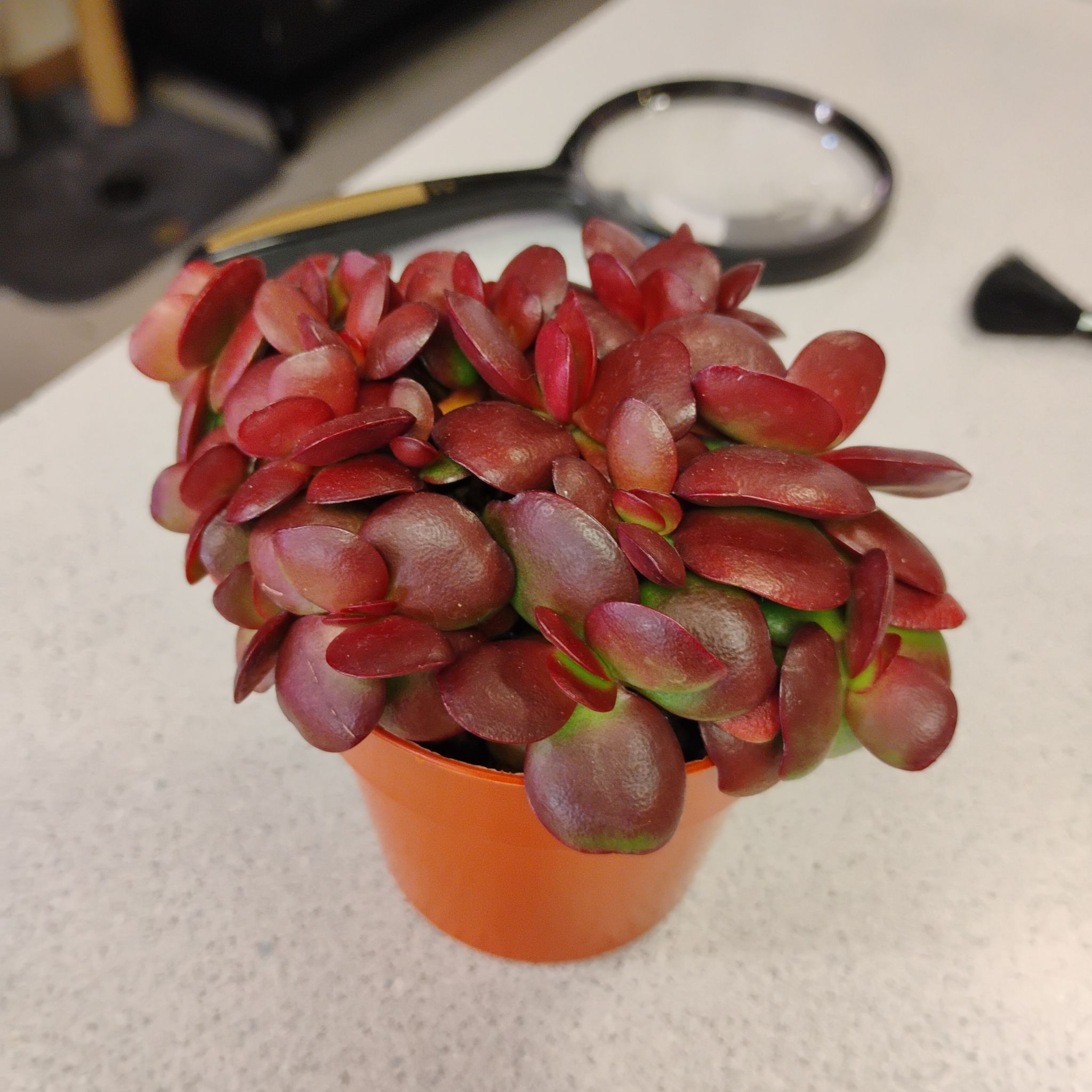 Photo of the plant species Crassula clavata by @TinaRedchic named Chloe on Greg, the plant care app