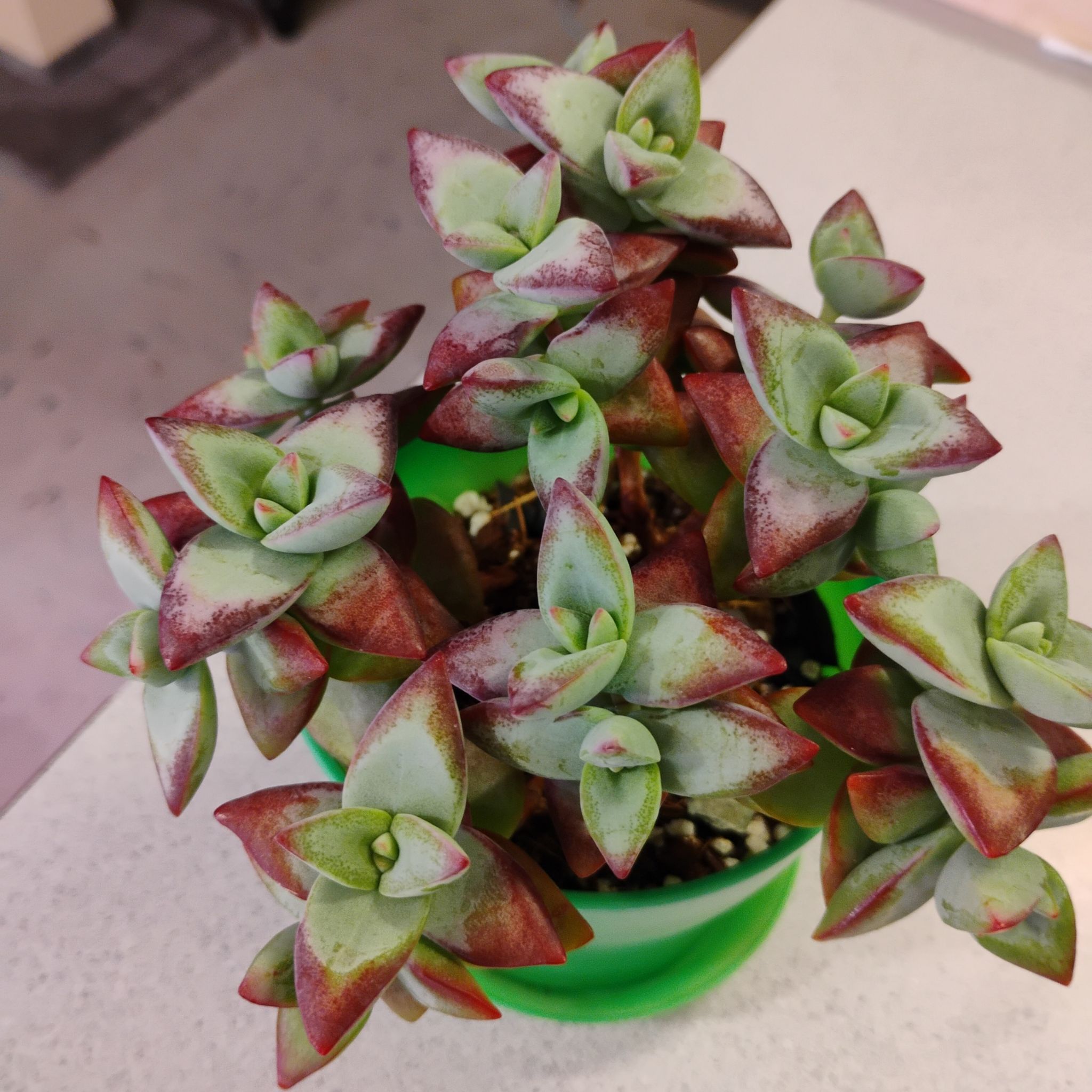 Photo of the plant species Crassula rupestris 'High Voltage' by @TinaRedchic named Peachy on Greg, the plant care app