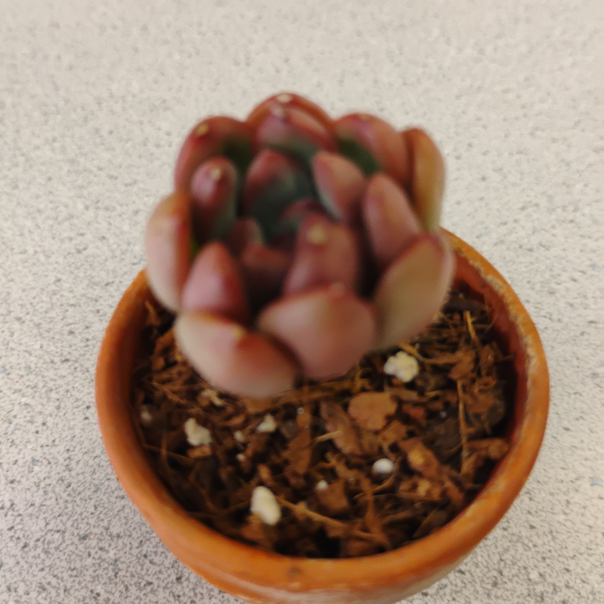 Photo of the plant species Succulent by @TinaRedchic named Graptoveria Bashful on Greg, the plant care app
