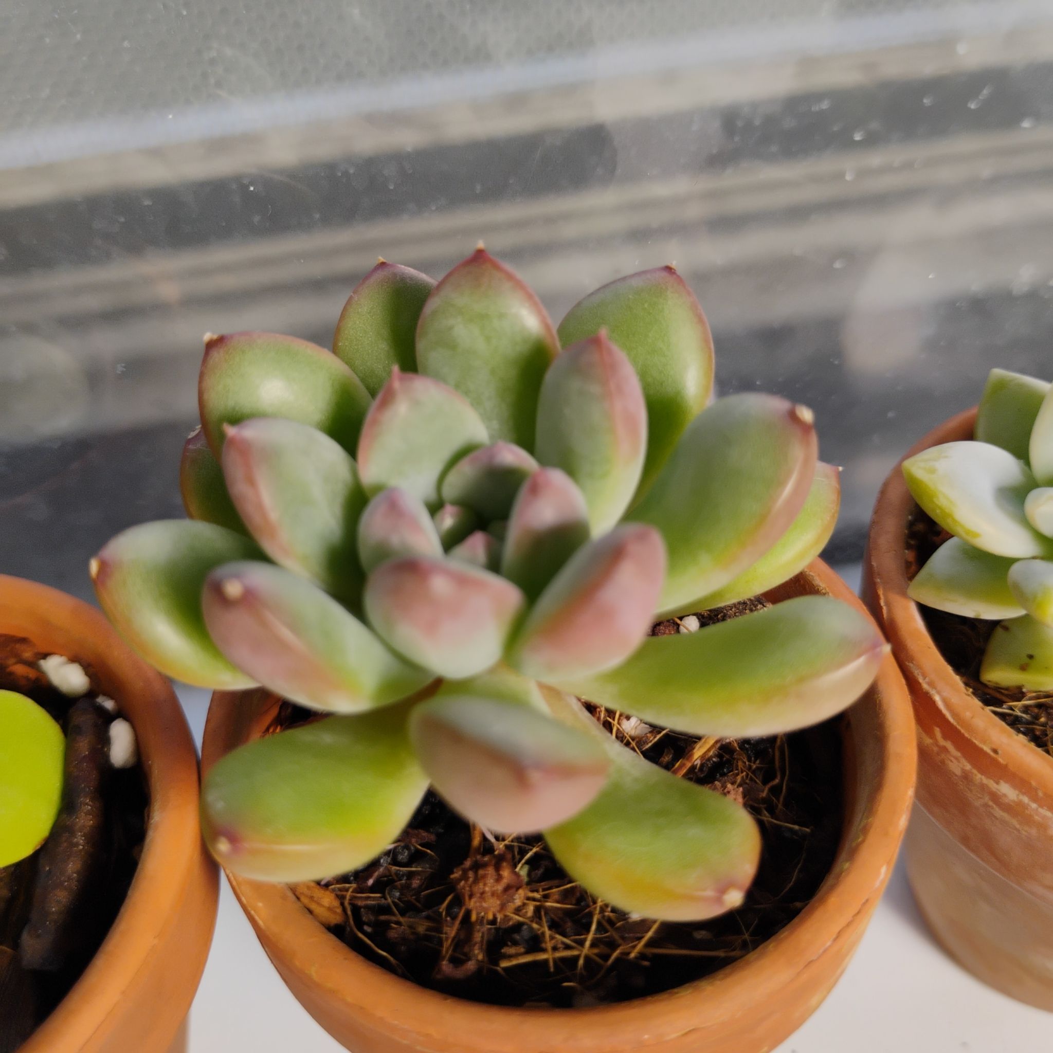 Photo of the plant species Succulent by @TinaRedchic named Graptoveria Bashful on Greg, the plant care app