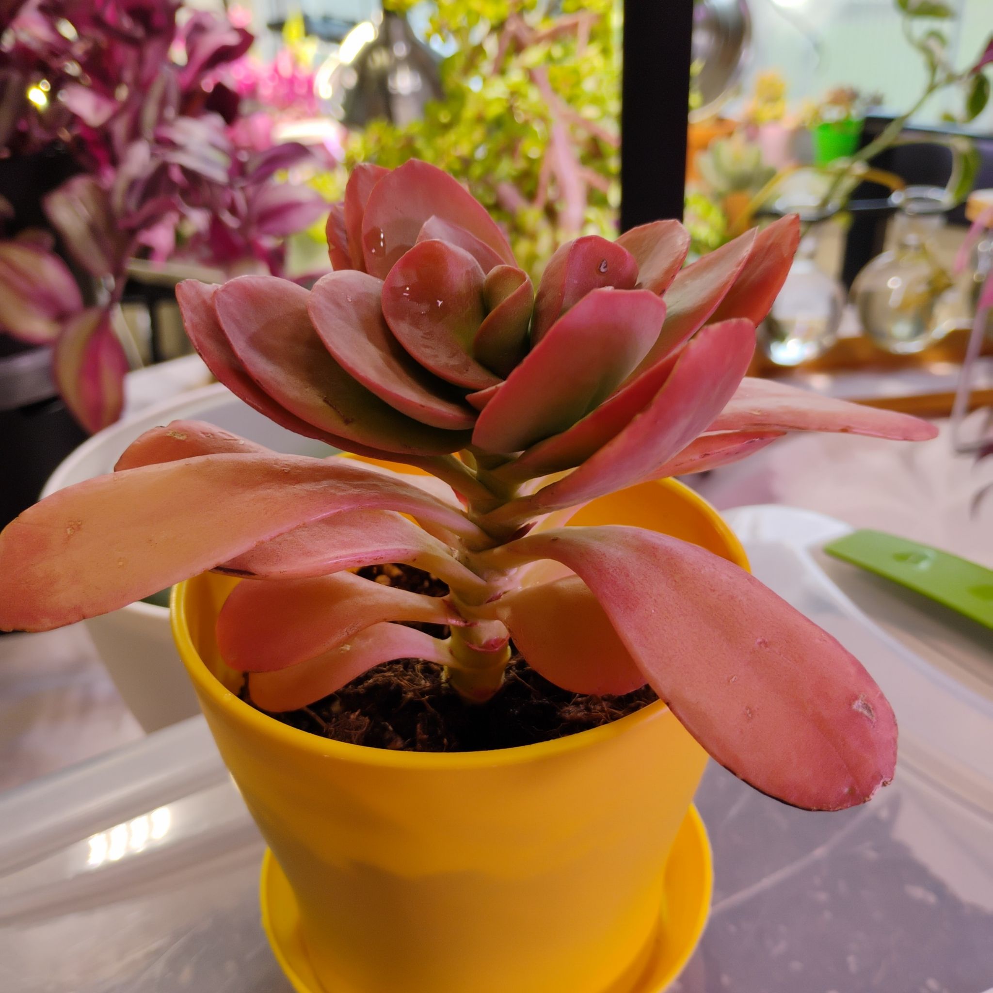 Photo of the plant species Crassula cotyledonis by @TinaRedchic named Jack on Greg, the plant care app
