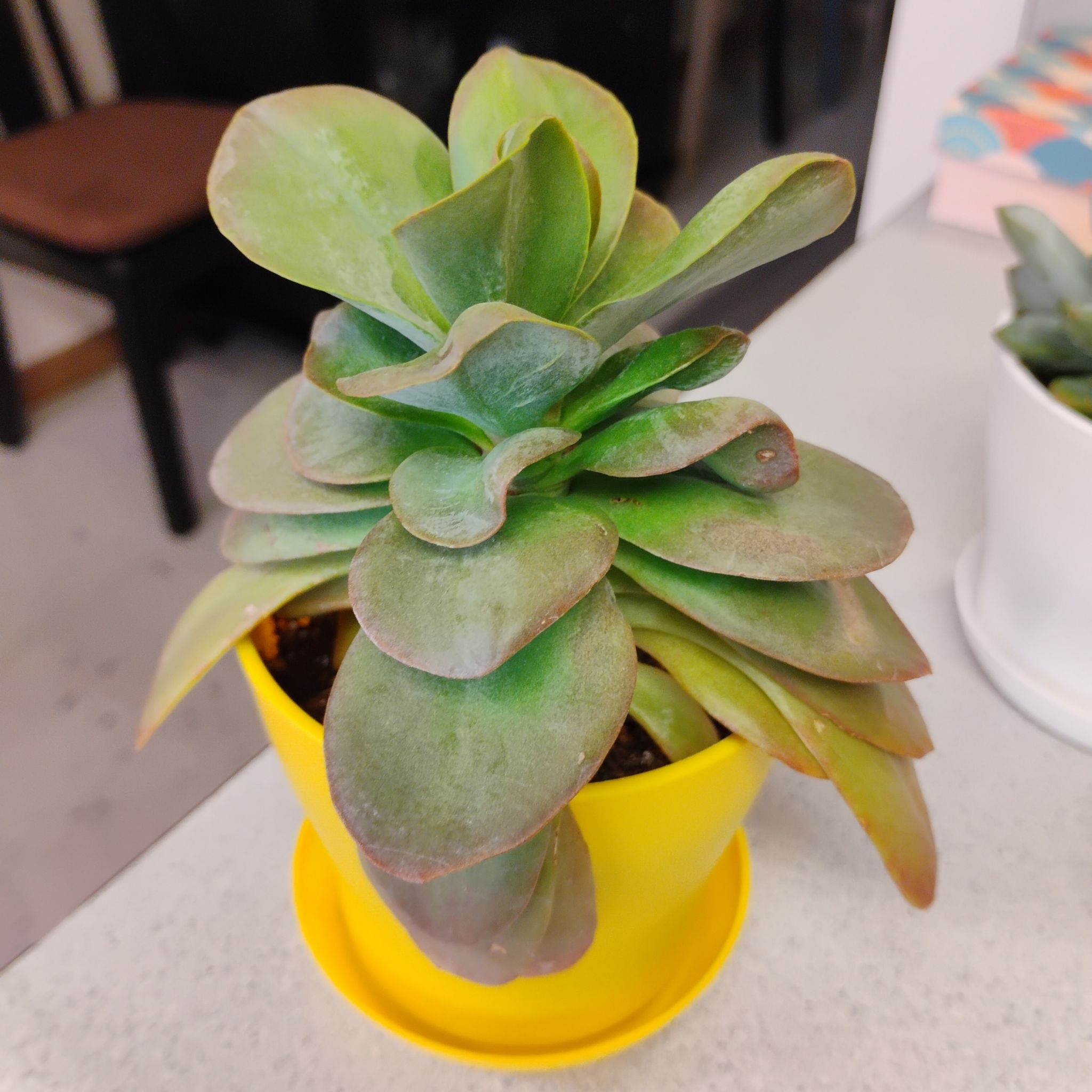 Photo of the plant species Crassula cotyledonis by @TinaRedchic named Jack on Greg, the plant care app