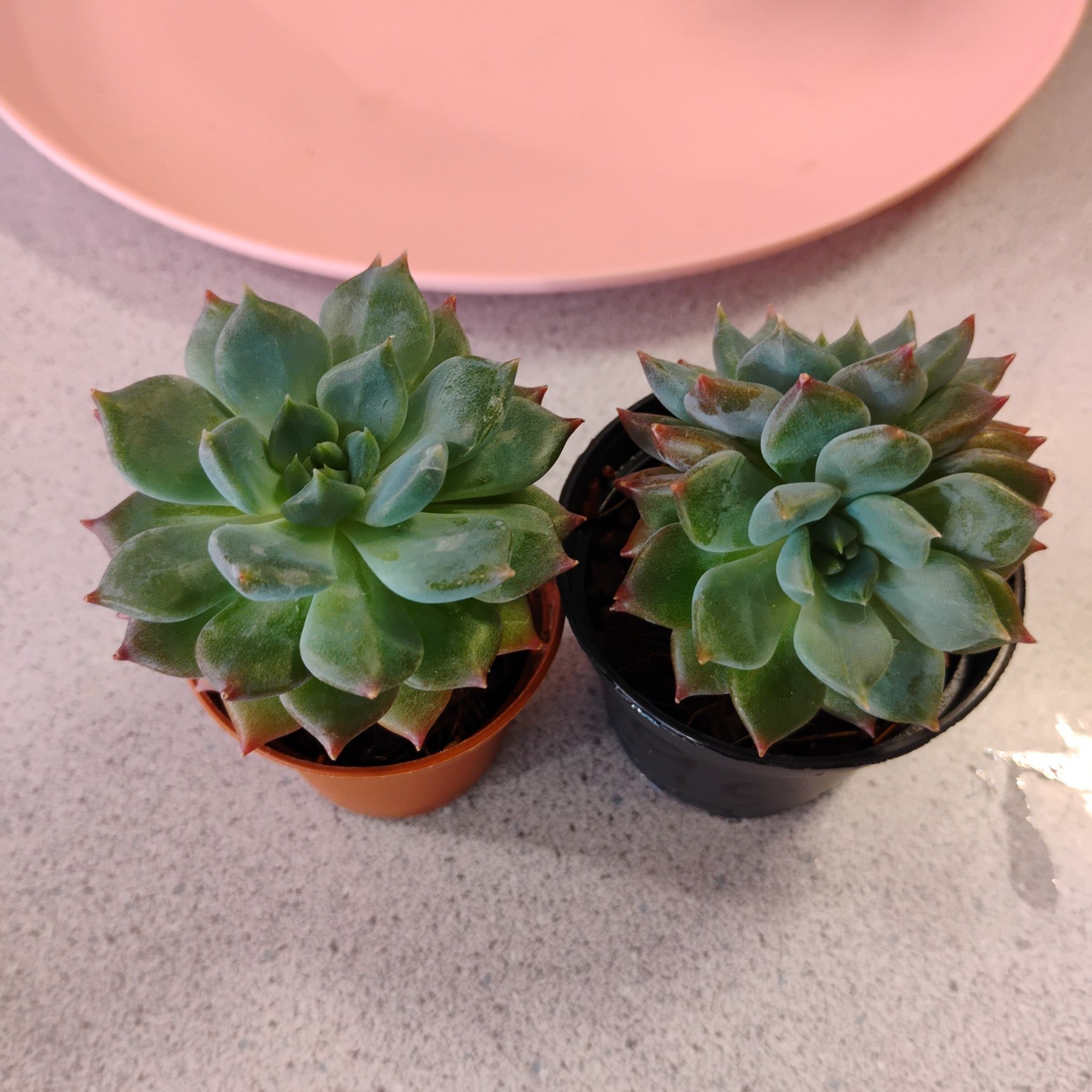 Photo of the plant species Echeveria Apus by @TinaRedchic named Baesil on Greg, the plant care app