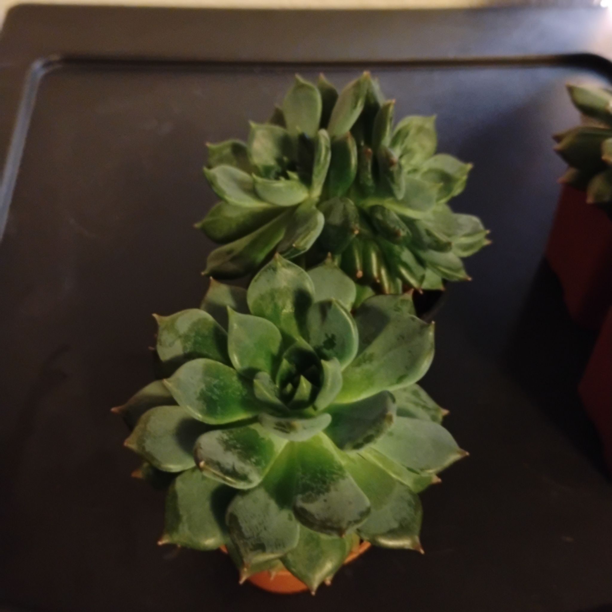 Photo of the plant species Echeveria Apus by @TinaRedchic named Baesil on Greg, the plant care app