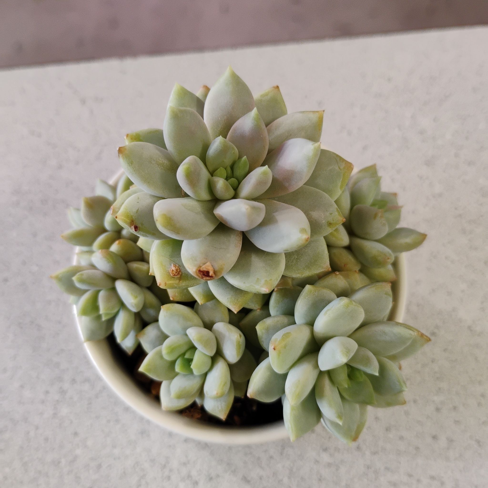 Photo of the plant species Ghosty by @TinaRedchic named Graptosedum II on Greg, the plant care app