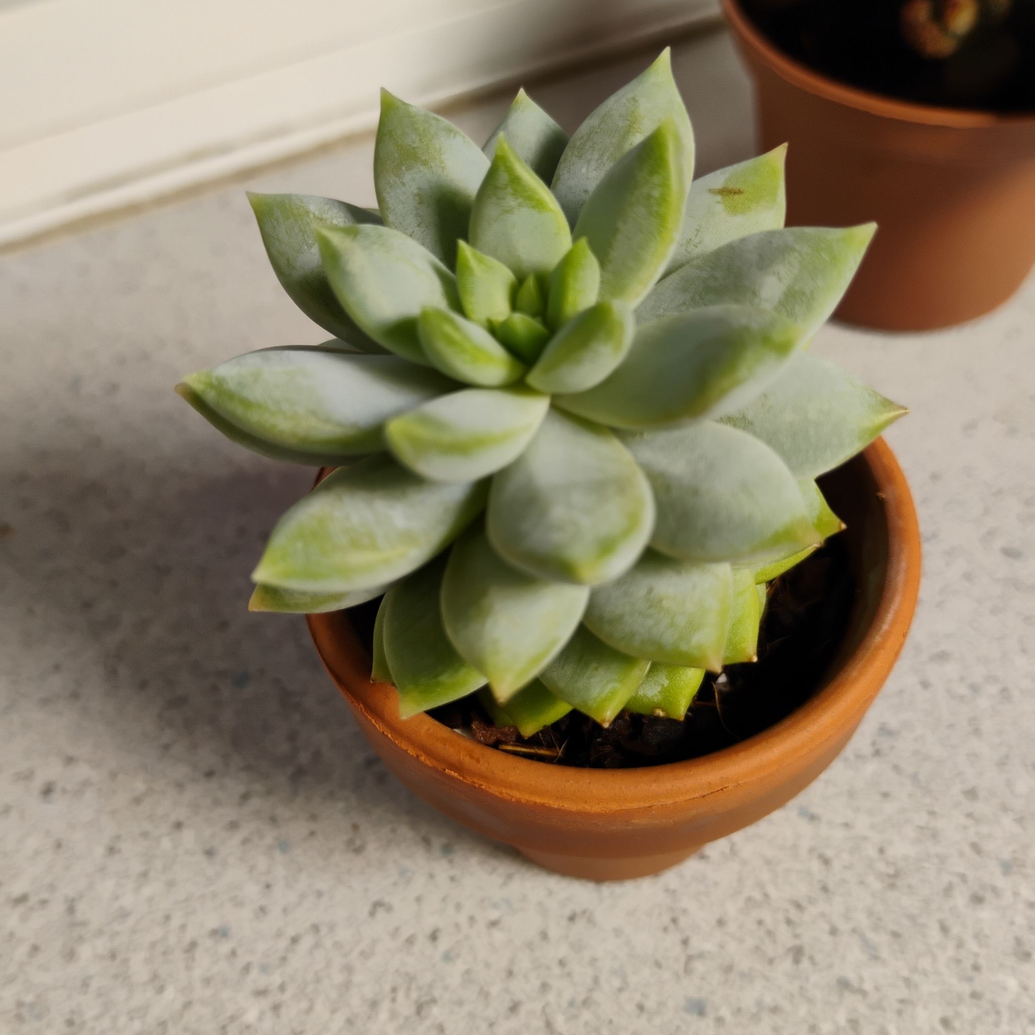 Photo of the plant species Ghosty by @TinaRedchic named Graptosedum III on Greg, the plant care app