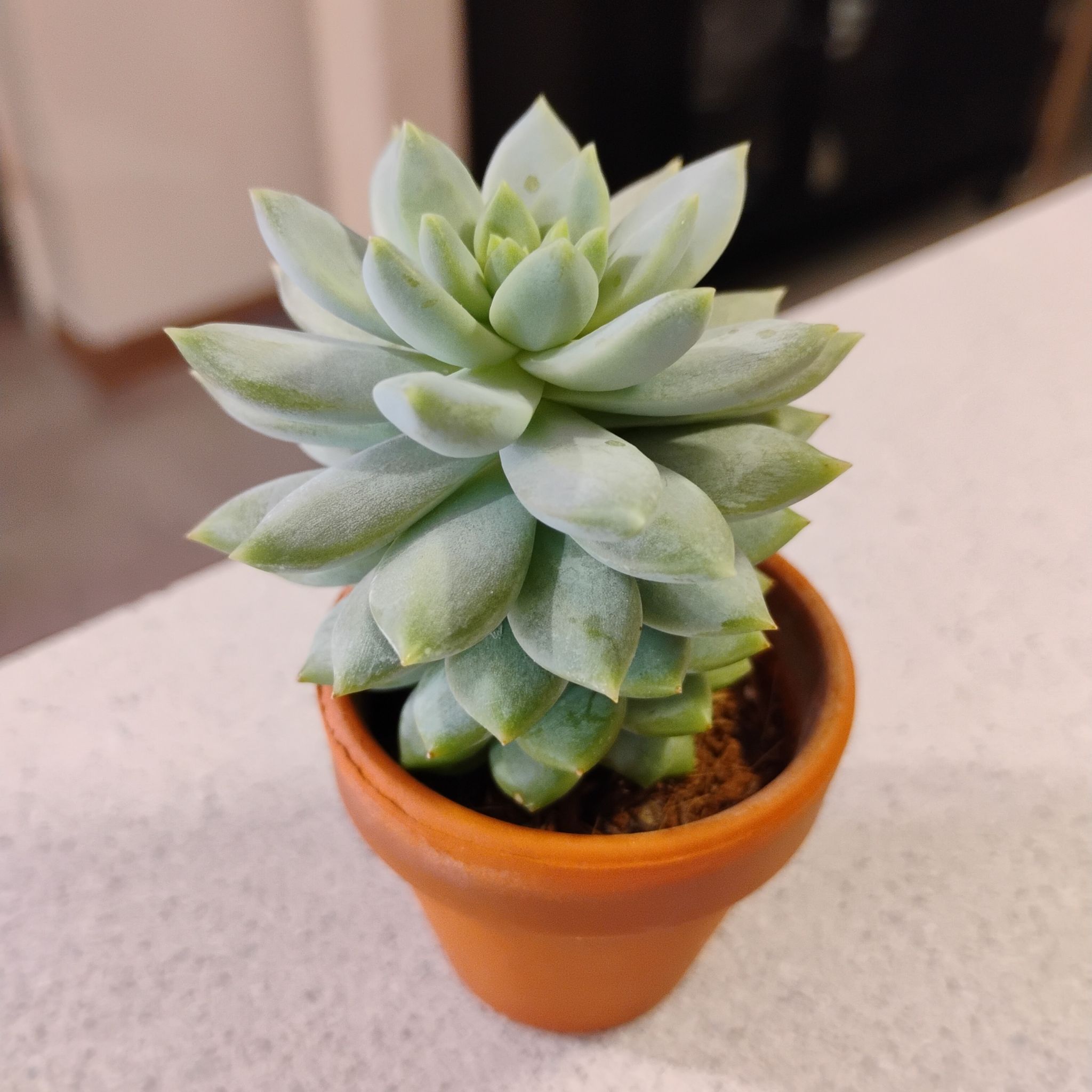 Photo of the plant species Ghosty by @TinaRedchic named Graptosedum III on Greg, the plant care app