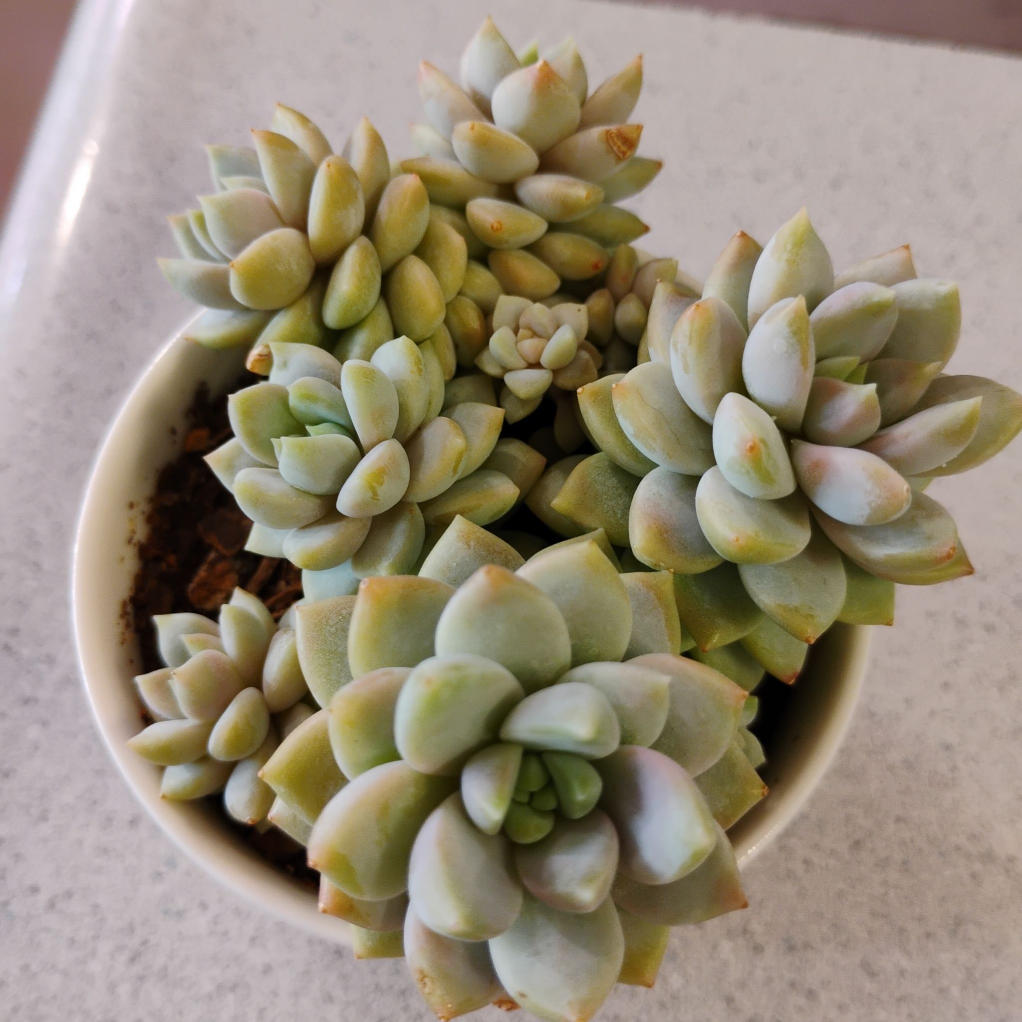 Photo of the plant species Ghosty by @TinaRedchic named Pax on Greg, the plant care app