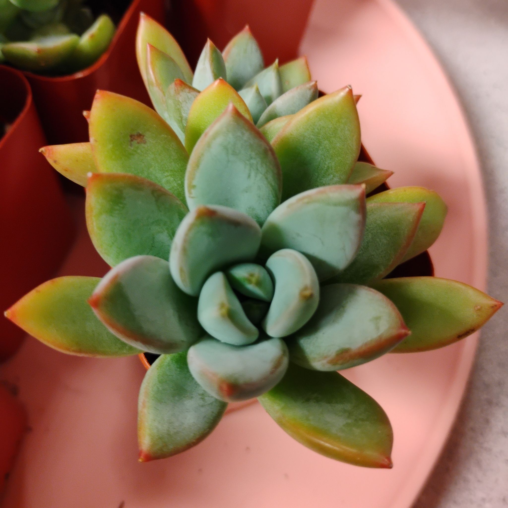 Photo of the plant species Pachyphytum hookeri by @TinaRedchic named Emerson on Greg, the plant care app