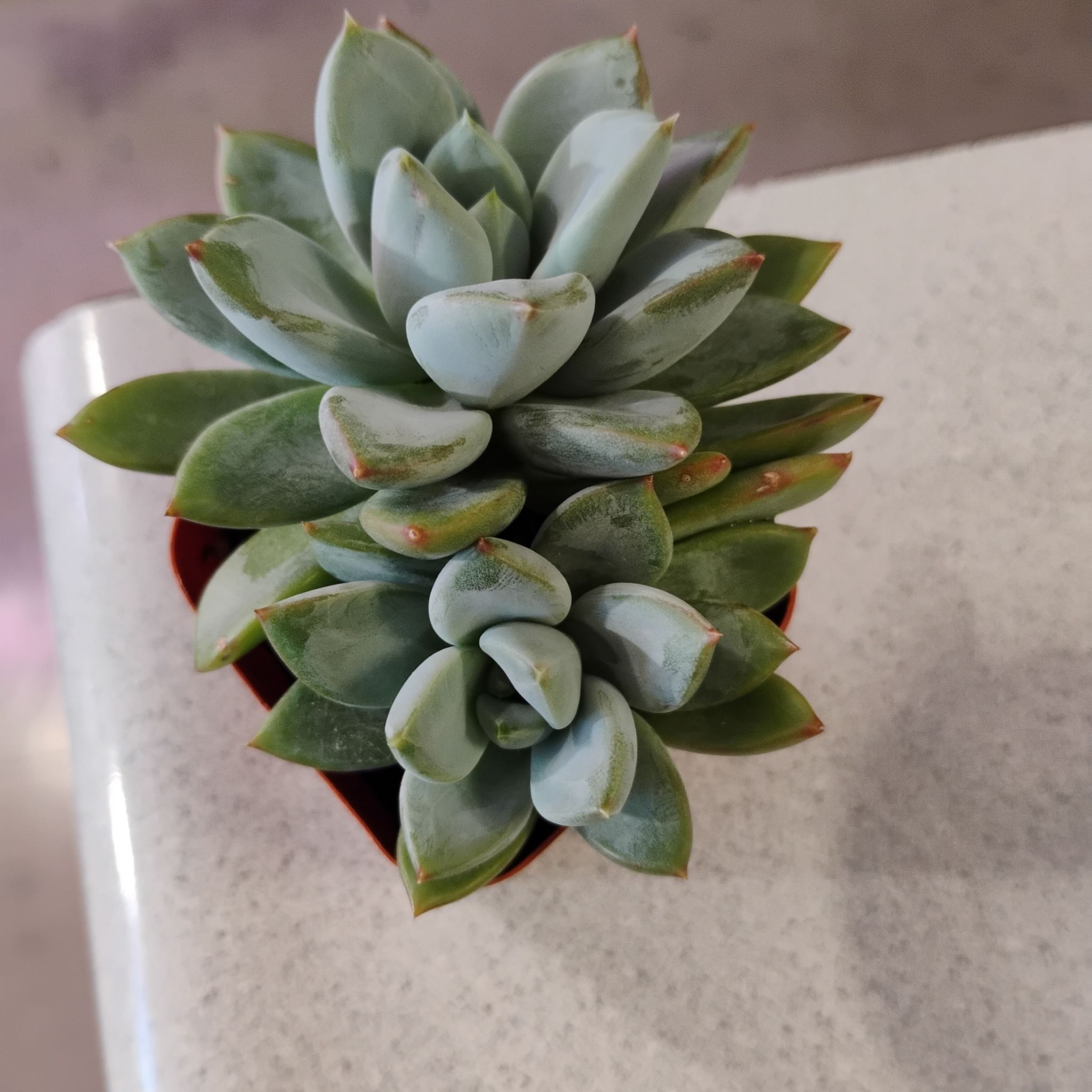 Photo of the plant species Pachyphytum hookeri by @TinaRedchic named Emerson on Greg, the plant care app