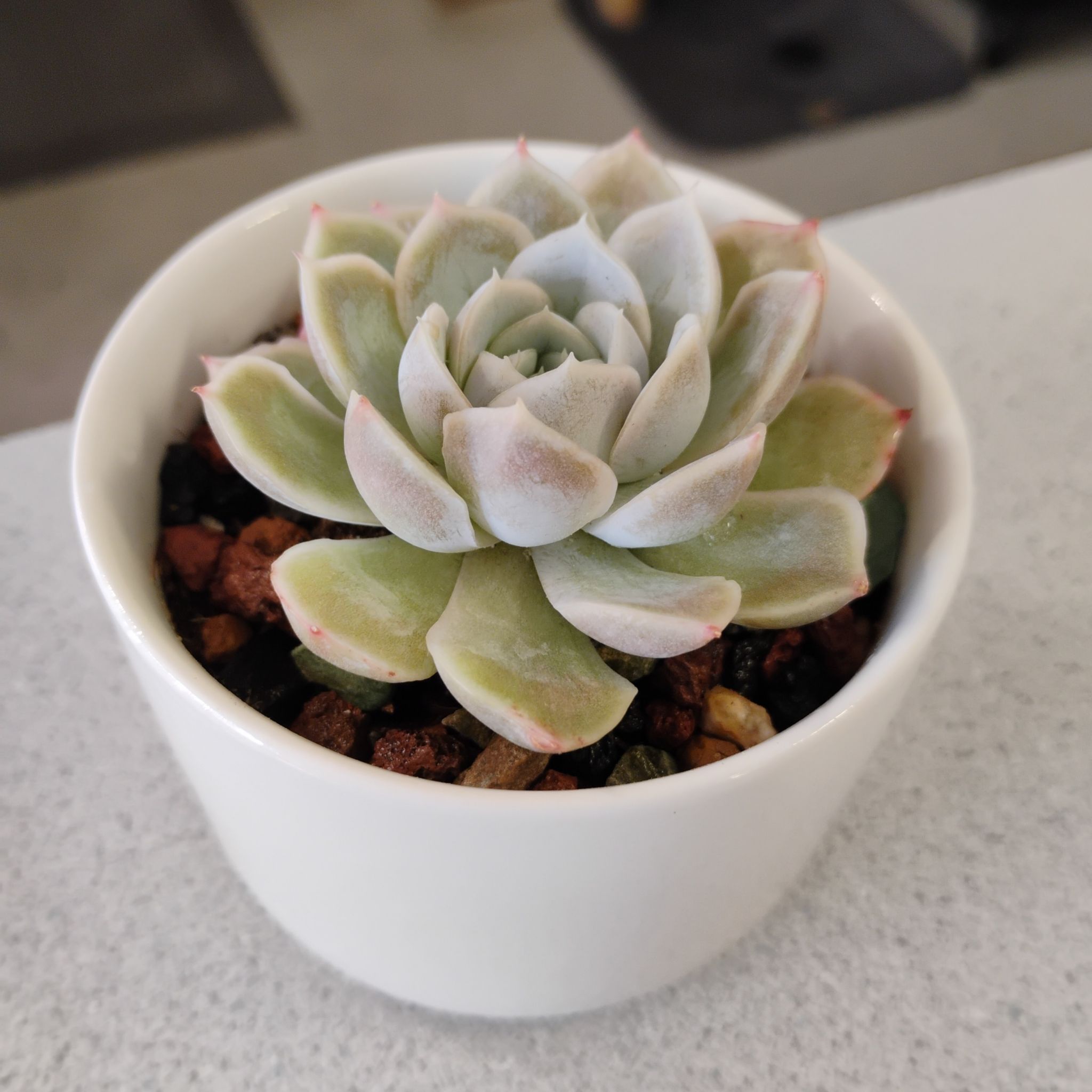 Photo of the plant species Echeveria agavoides 'Flamenco' by @TinaRedchic named Agave on Greg, the plant care app