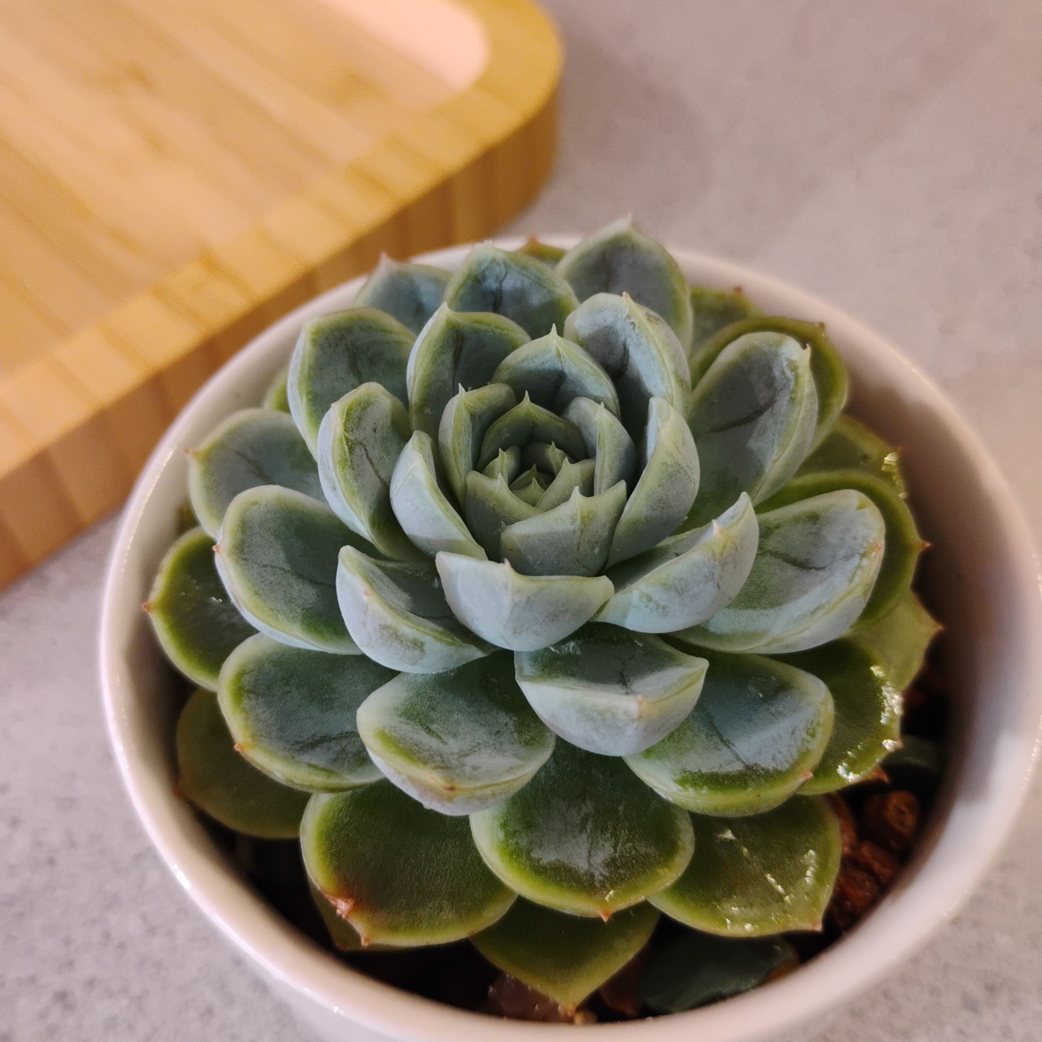 Photo of the plant species Echeveria agavoides 'Flamenco' by @TinaRedchic named Agave on Greg, the plant care app