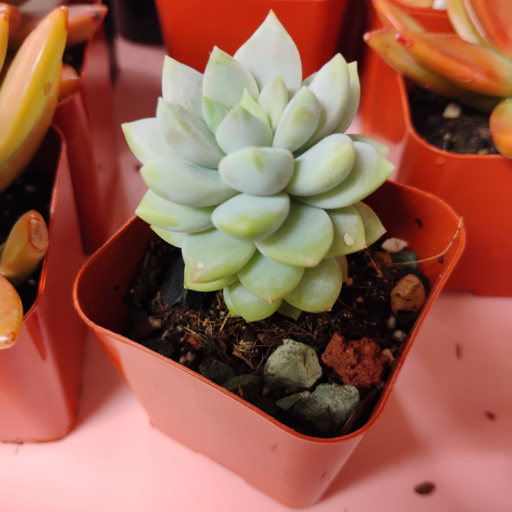 Photo of the plant species Ghosty by @TinaRedchic named Graptosedum IV on Greg, the plant care app