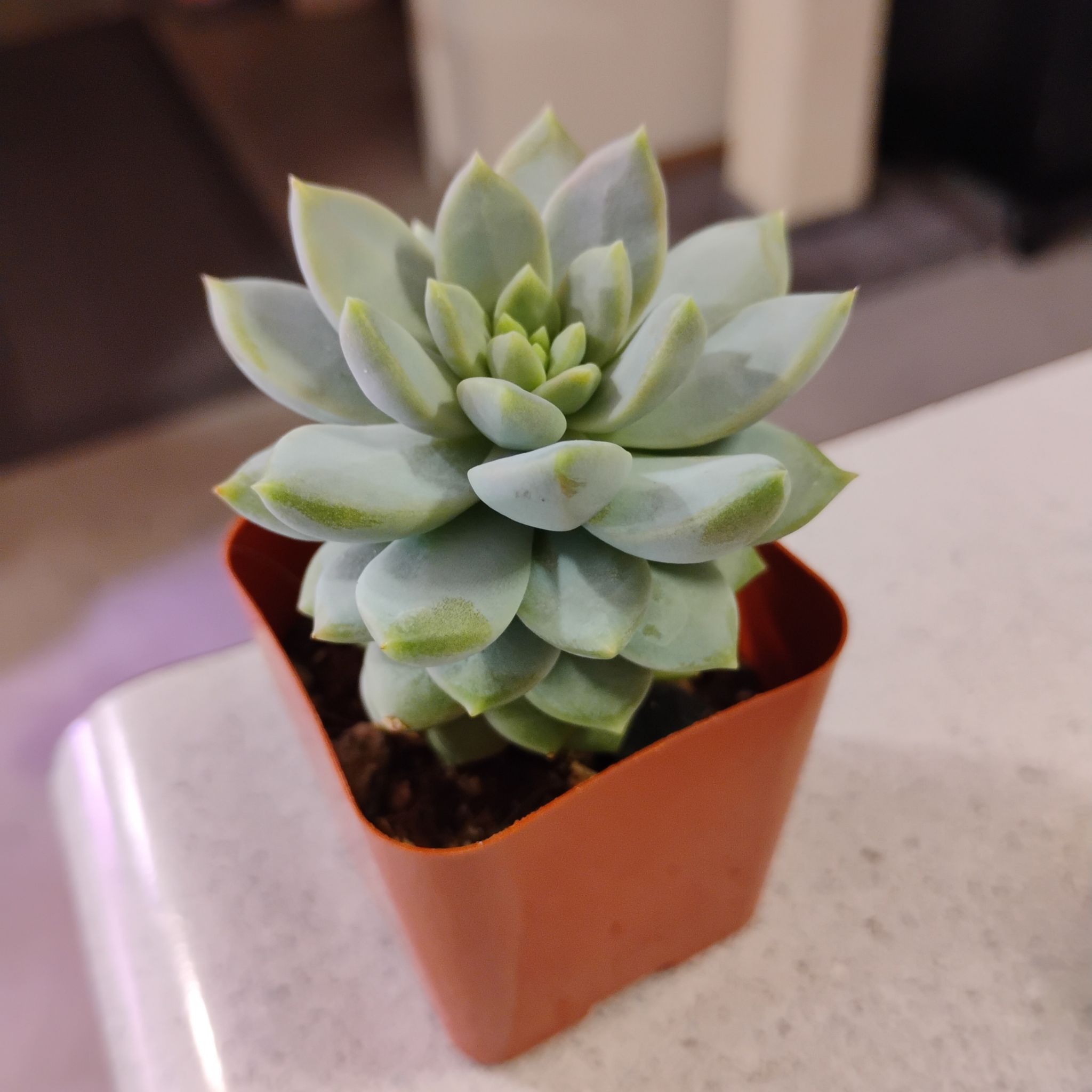 Photo of the plant species Ghosty by @TinaRedchic named Graptosedum IV on Greg, the plant care app