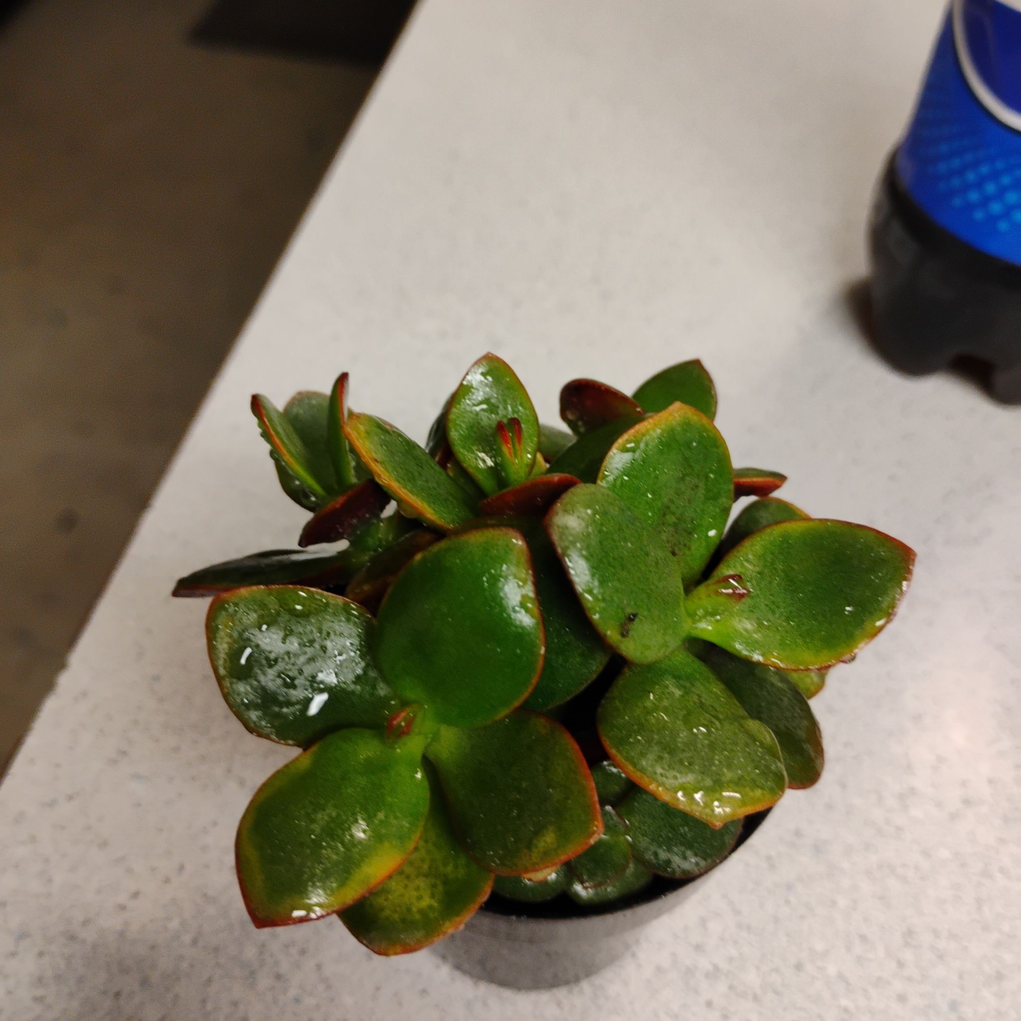 Photo of the plant species Jumbo Jade by @TinaRedchic named Kobe on Greg, the plant care app