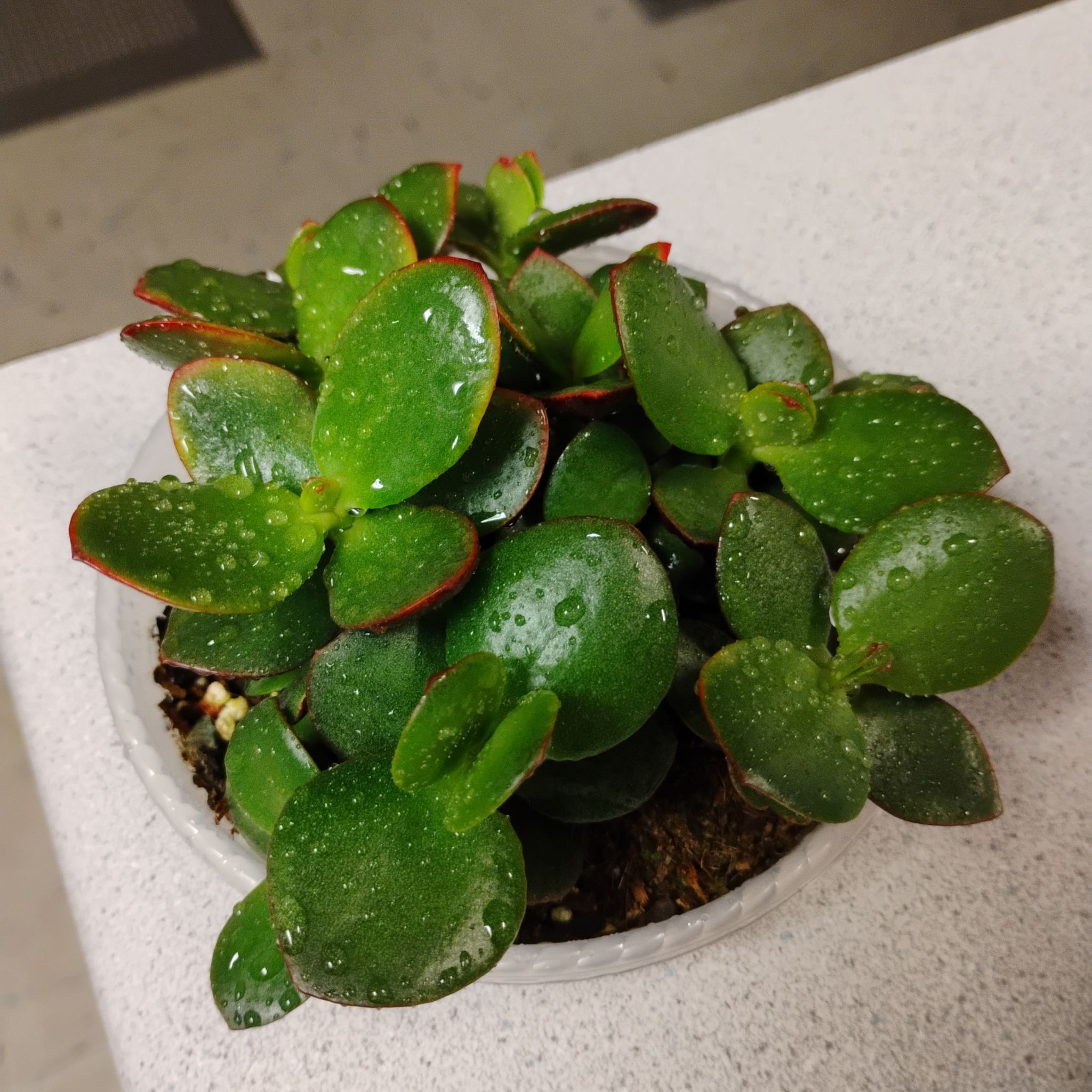 Photo of the plant species Jumbo Jade by @TinaRedchic named Messi on Greg, the plant care app