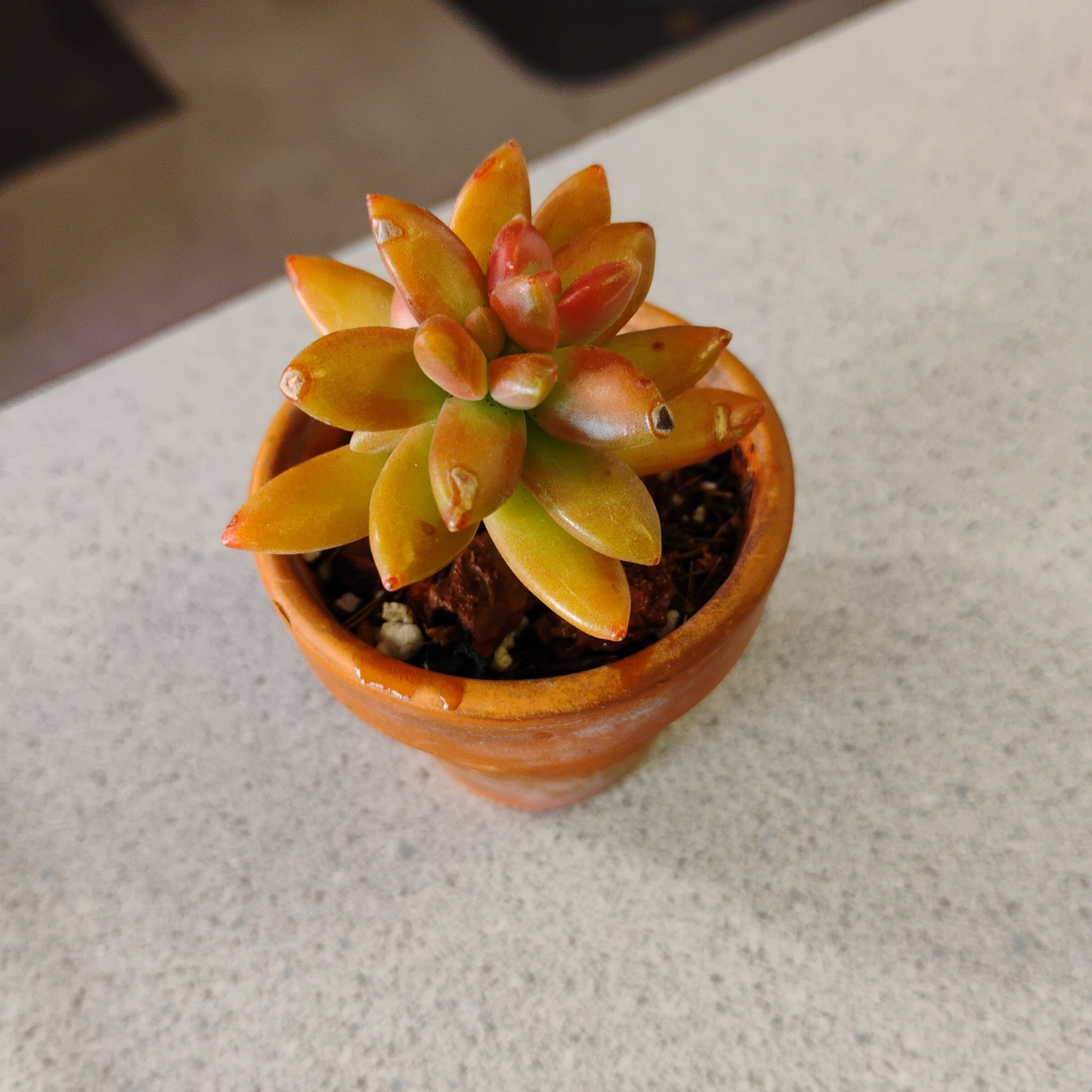 Photo of the plant species Coppertone Stonecrop by @TinaRedchic named Lola on Greg, the plant care app