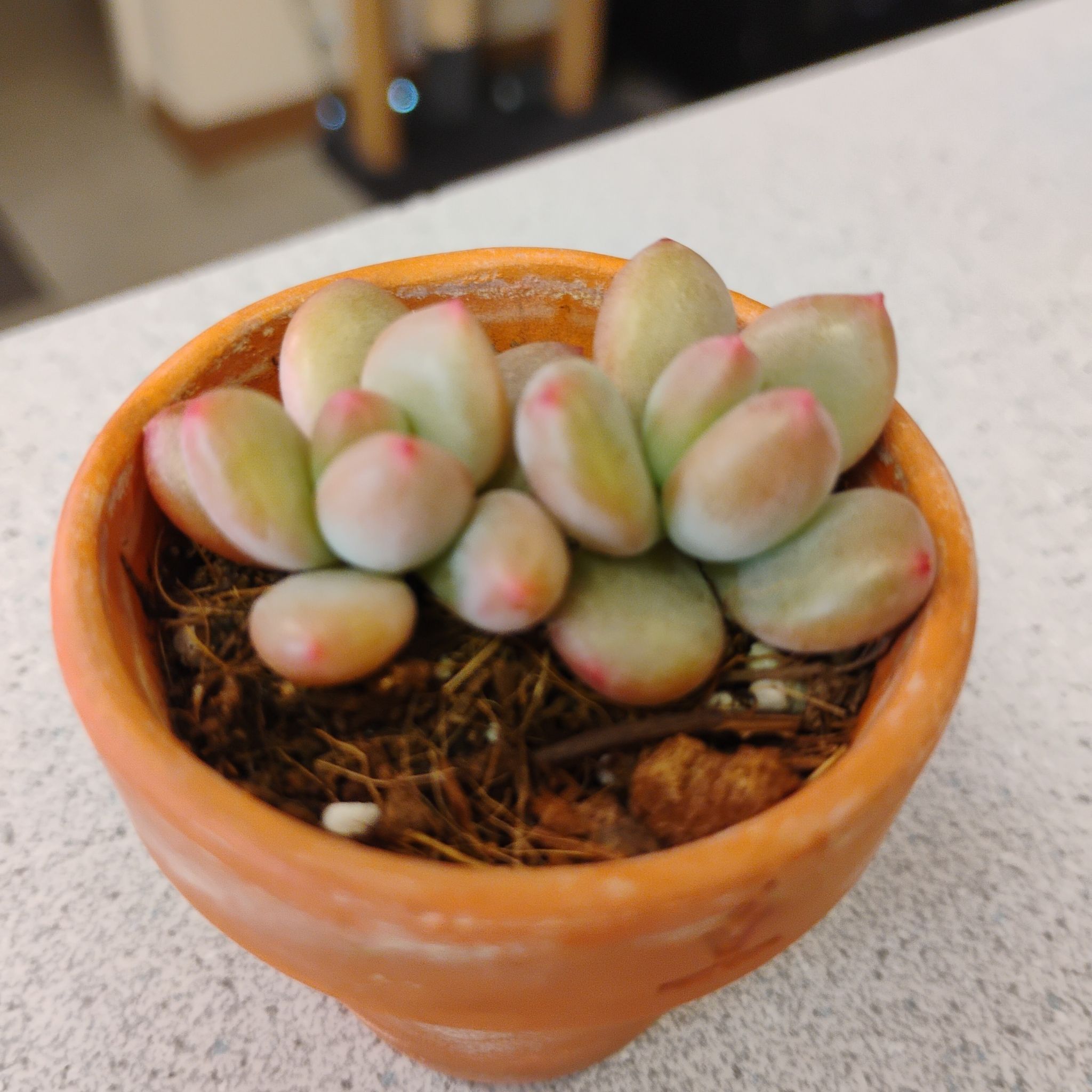 Photo of the plant species Pachyveria 'Royal Flush' by @TinaRedchic named Dolores on Greg, the plant care app