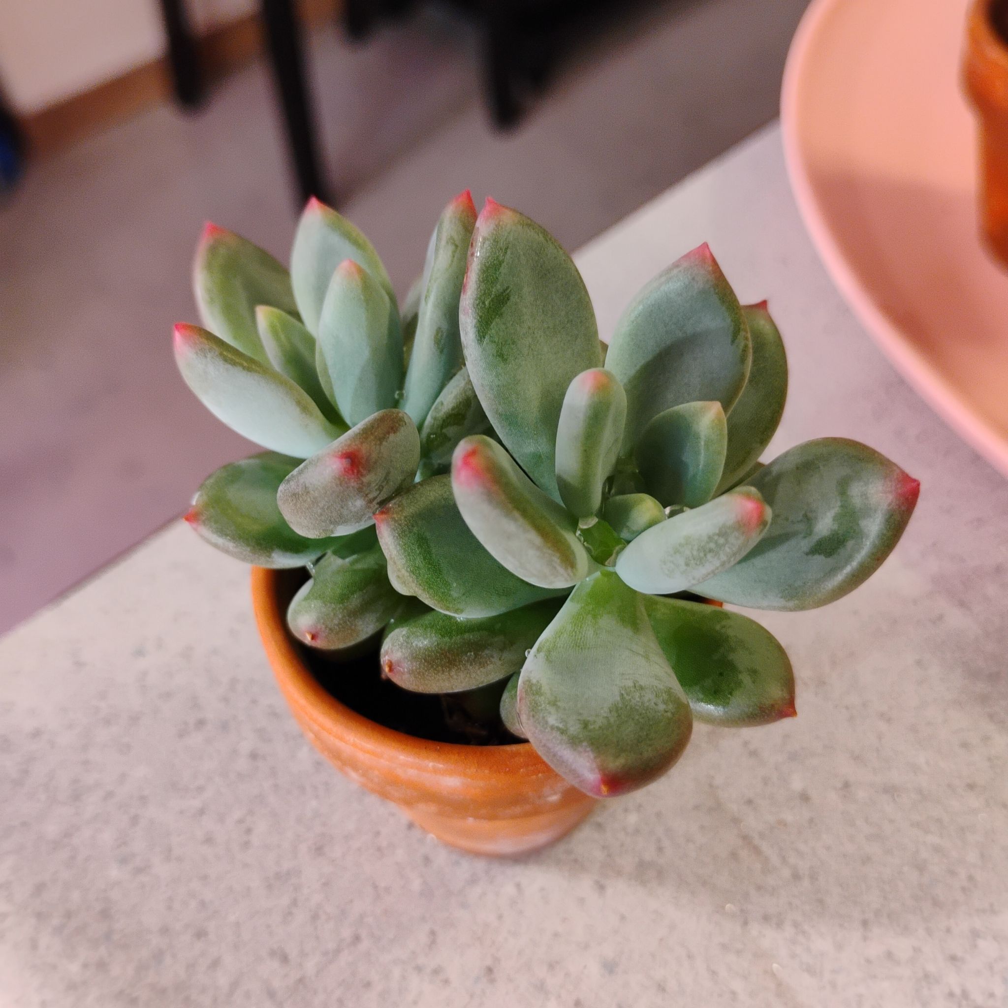 Photo of the plant species Pachyveria 'Royal Flush' by @TinaRedchic named Dolores on Greg, the plant care app