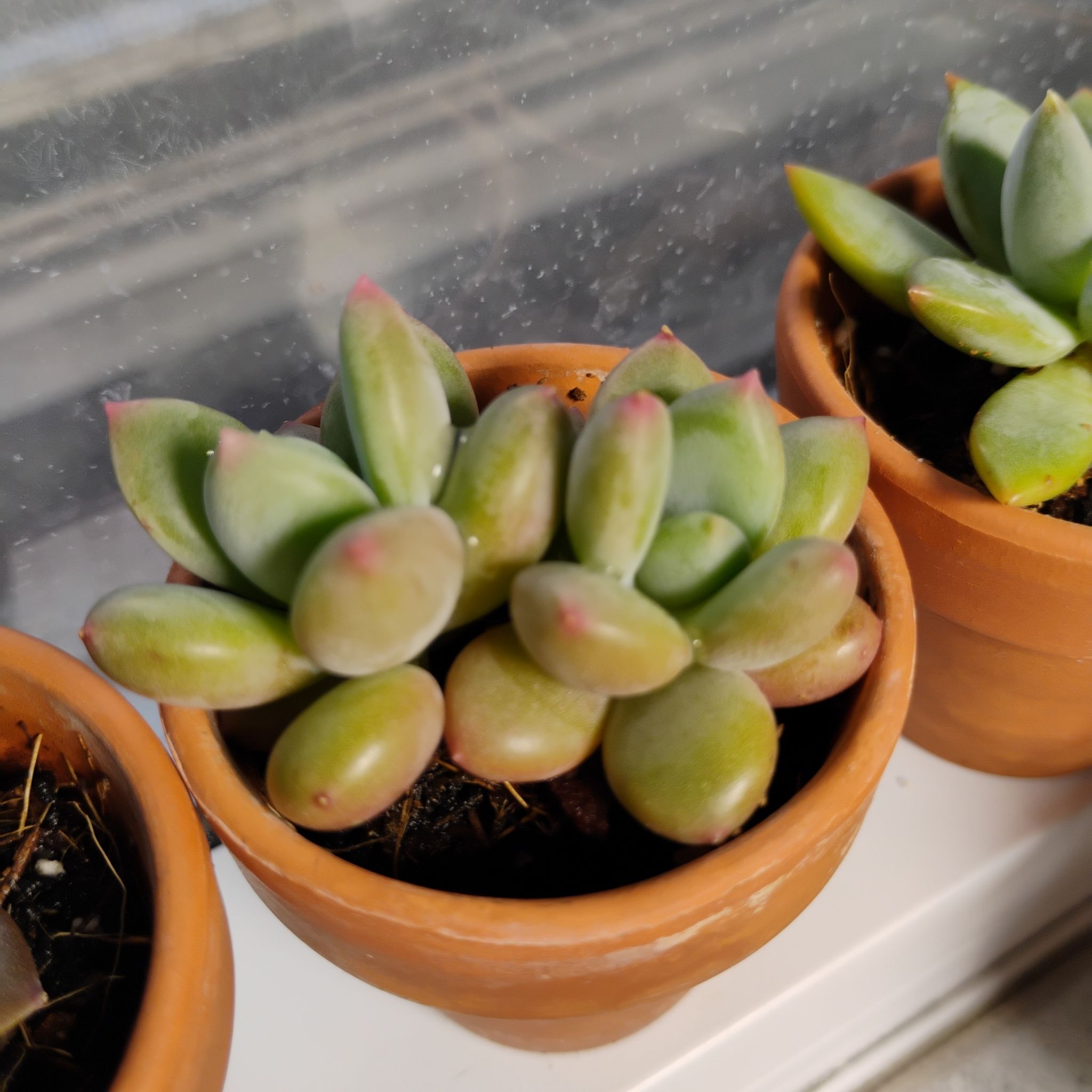 Photo of the plant species Pachyveria 'Royal Flush' by @TinaRedchic named Dolores on Greg, the plant care app