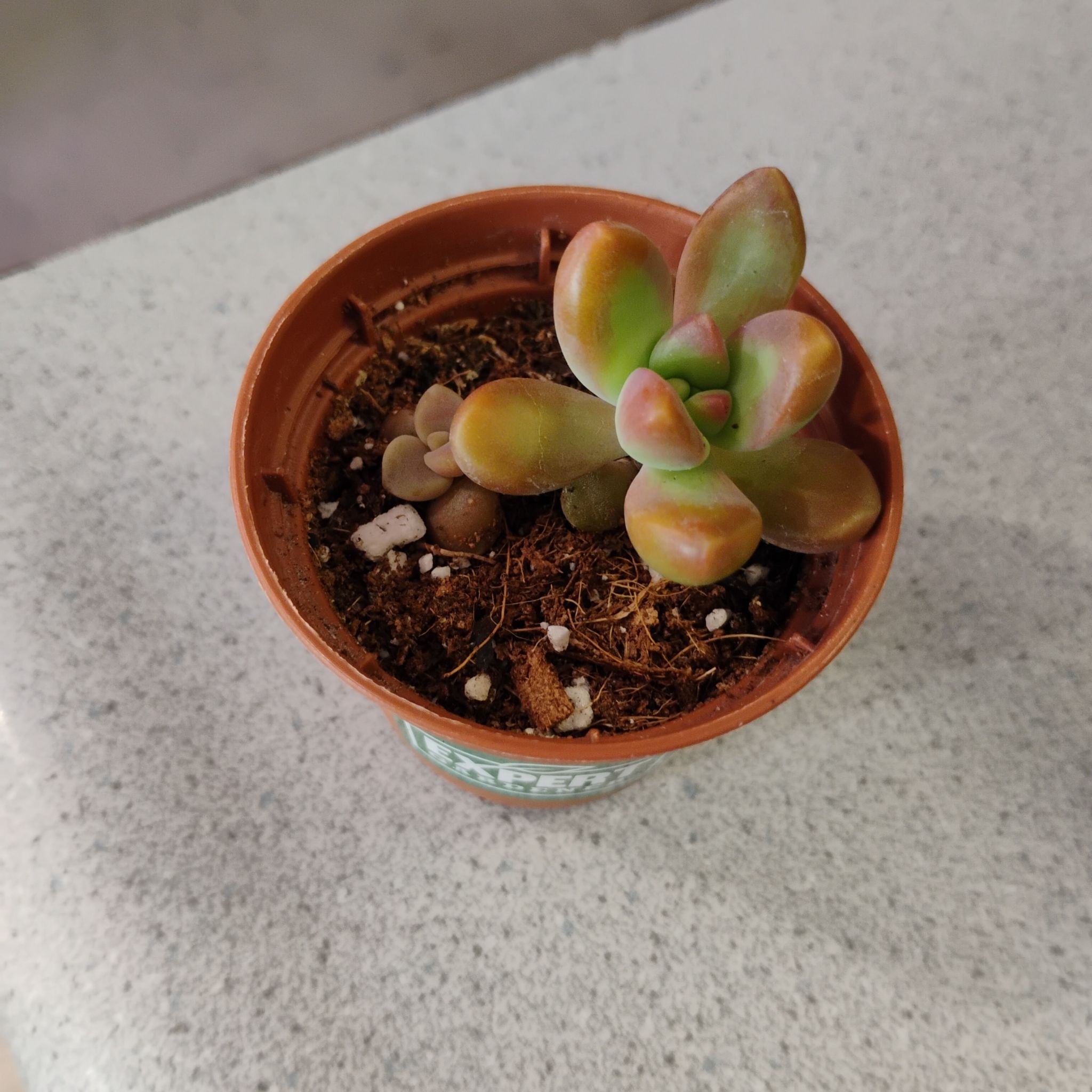 Photo of the plant species Graptoveria 'Bashful™' by @TinaRedchic named Graptoveria props on Greg, the plant care app