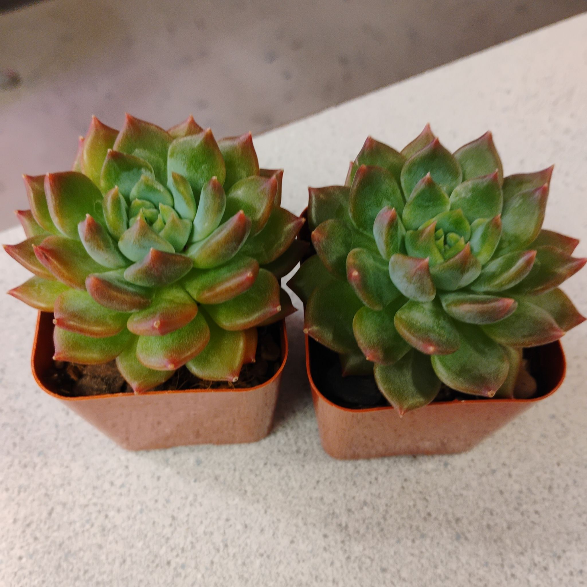 Photo of the plant species Echeveria Apus by @TinaRedchic named Girl-fronds on Greg, the plant care app