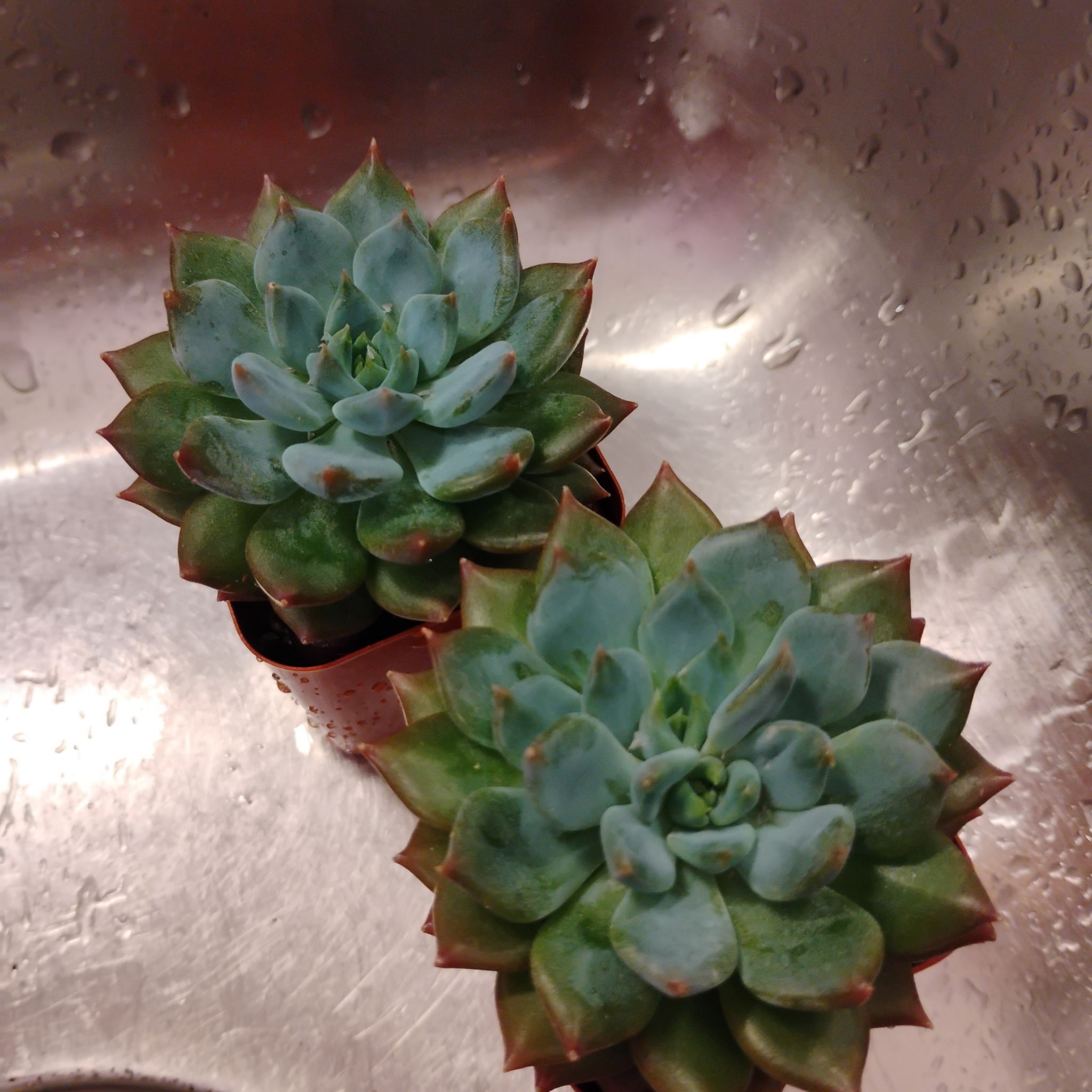 Photo of the plant species Echeveria Apus by @TinaRedchic named Girl-fronds on Greg, the plant care app