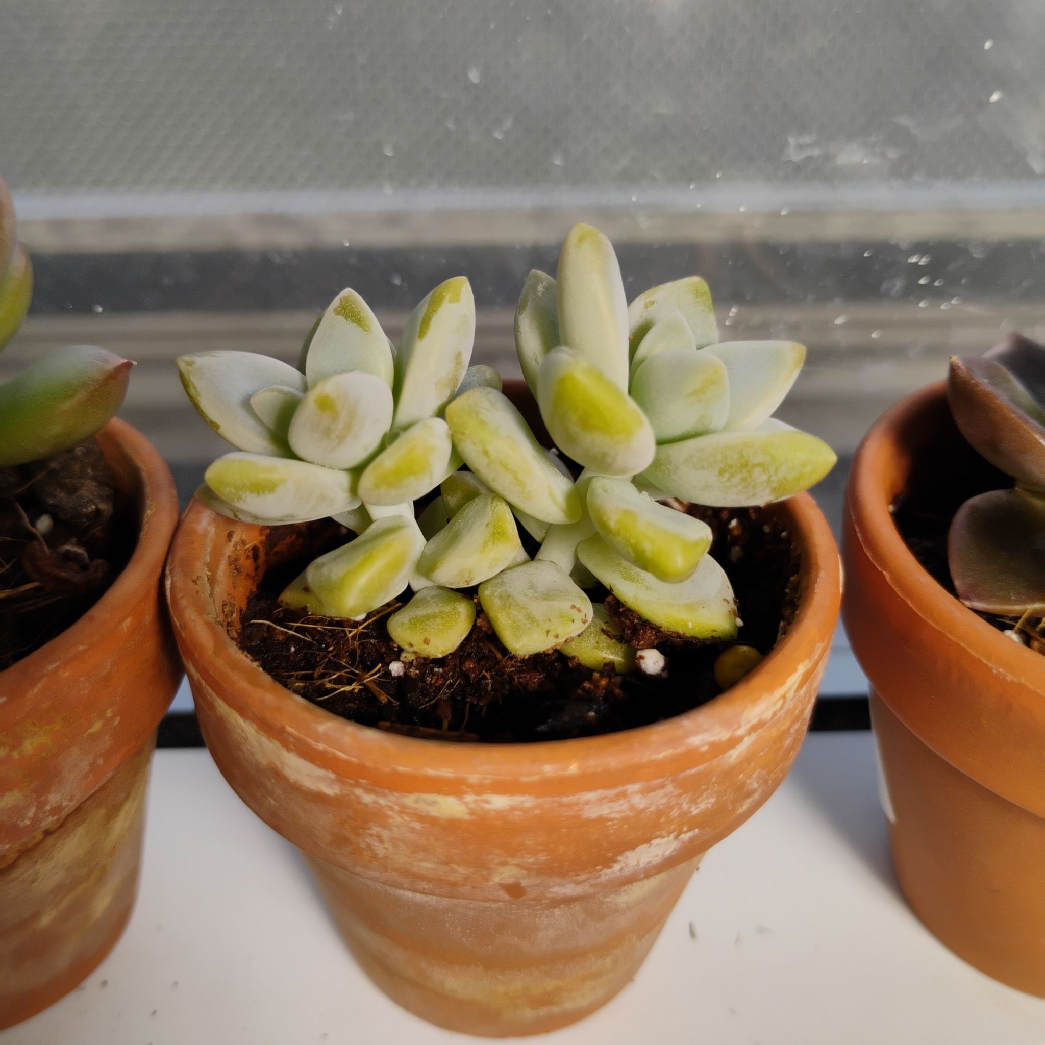 Photo of the plant species Graptosedum Ghosty by @TinaRedchic named Snow White on Greg, the plant care app