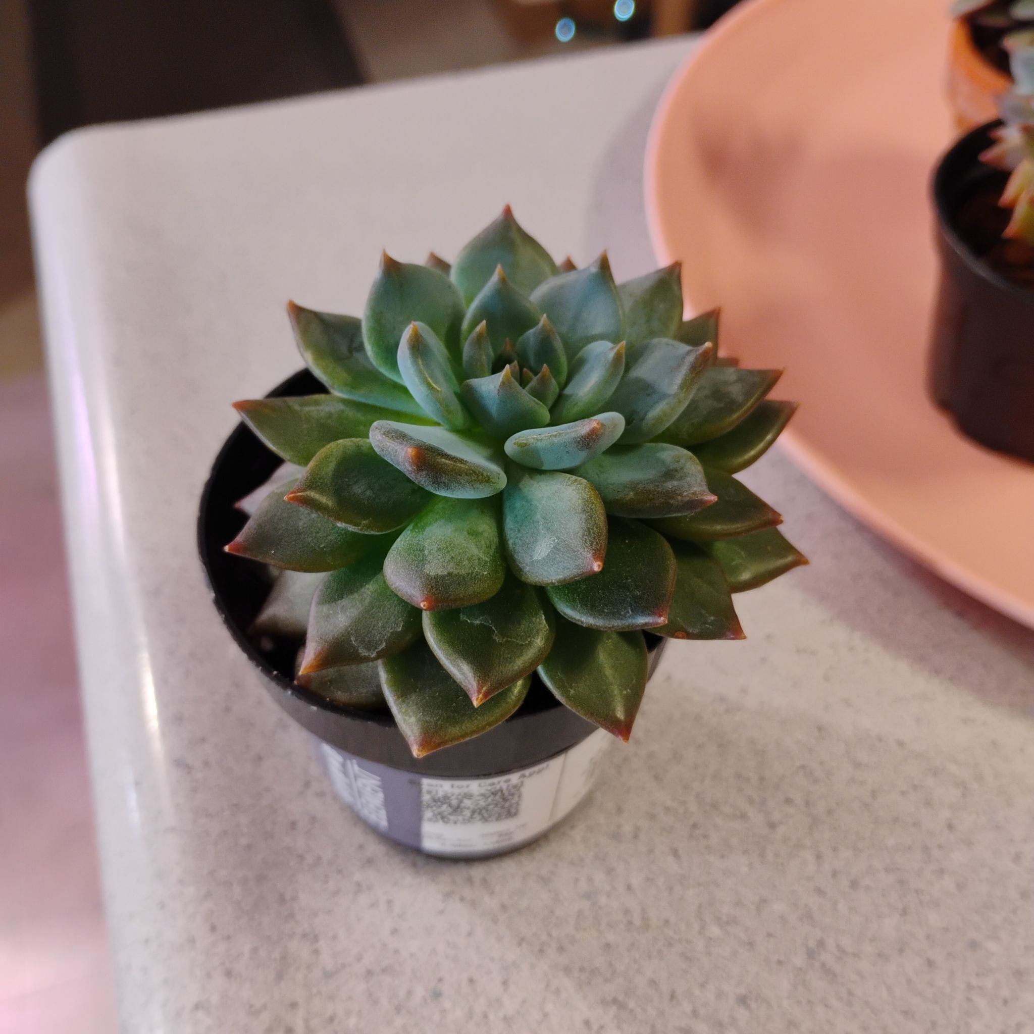 Photo of the plant species Echeveria Apus by @TinaRedchic named Jane Dean on Greg, the plant care app