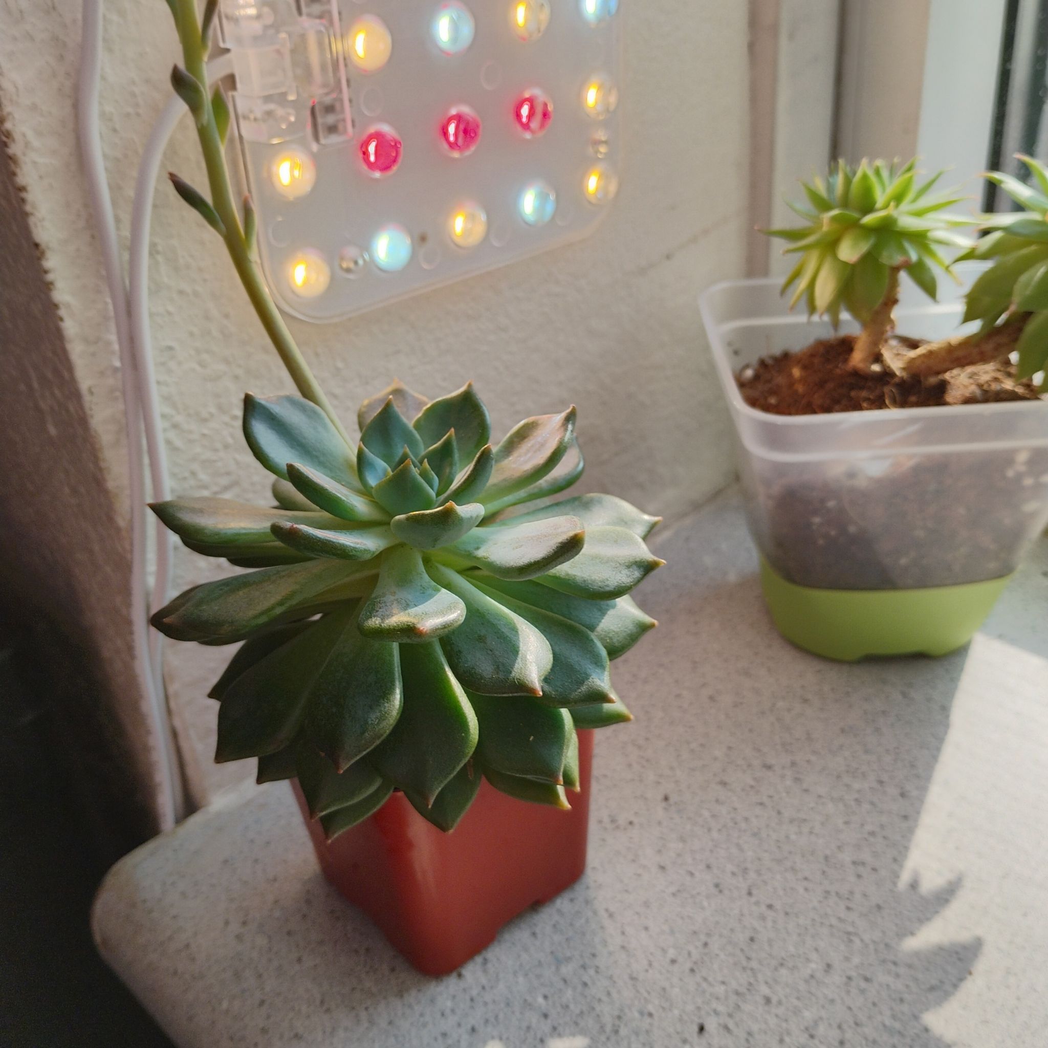 Photo of the plant species Echeveria Apus by @TinaRedchic named Jane Dean on Greg, the plant care app
