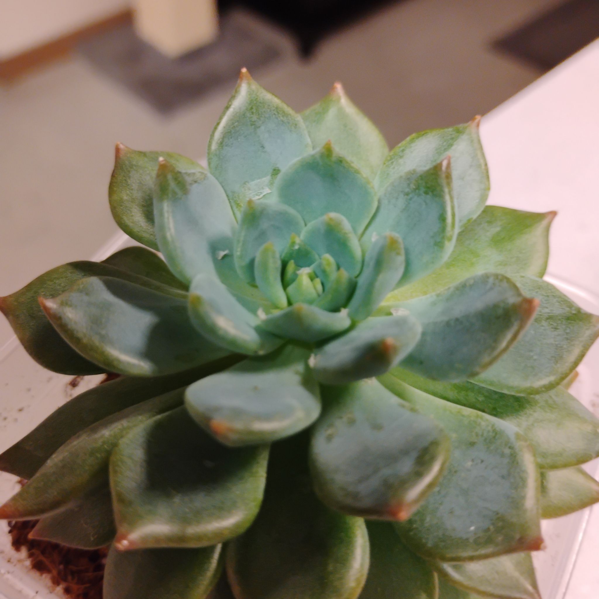Photo of the plant species Echeveria Apus by @TinaRedchic named Jane Dean on Greg, the plant care app