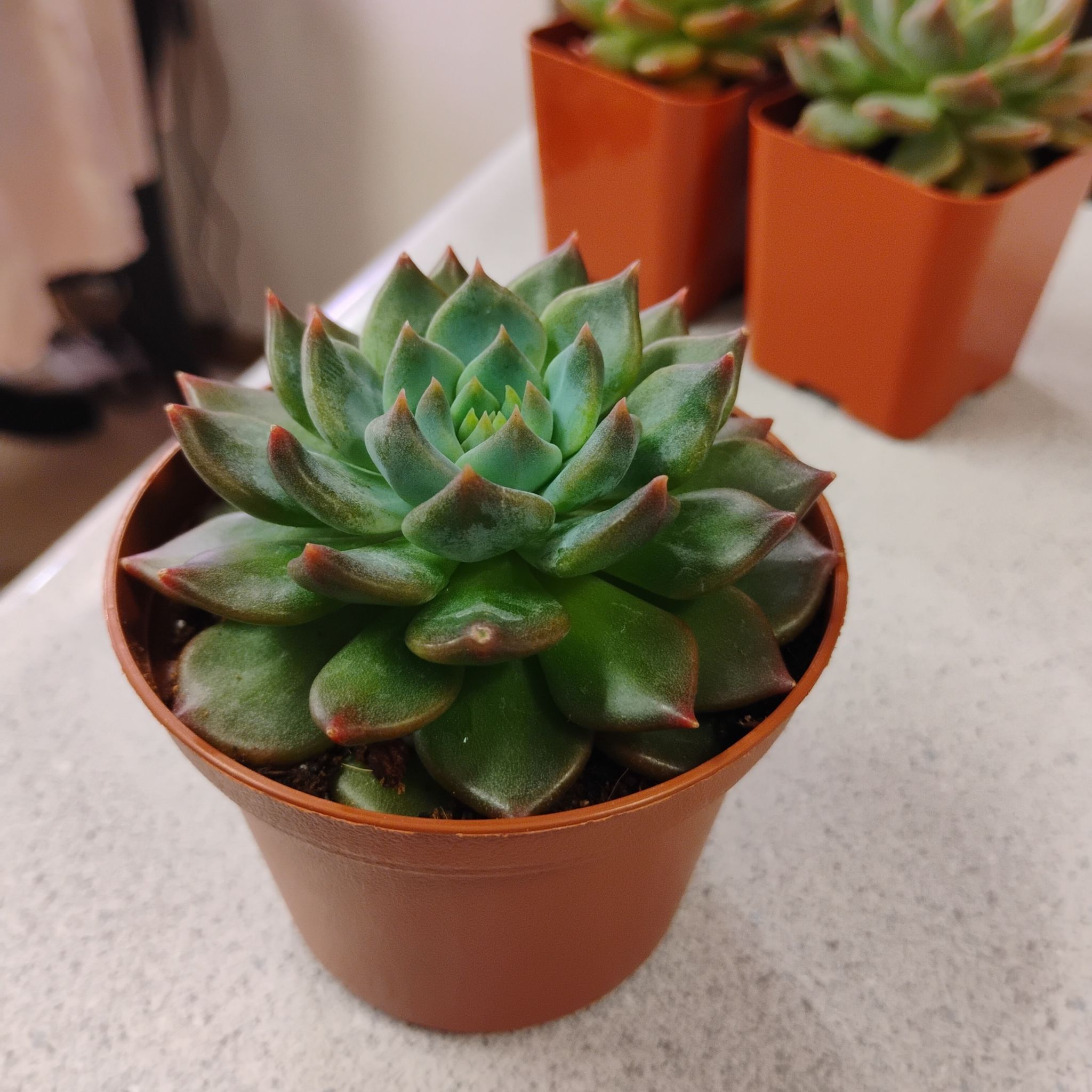 Photo of the plant species Echeveria Apus by @TinaRedchic named James Dean on Greg, the plant care app