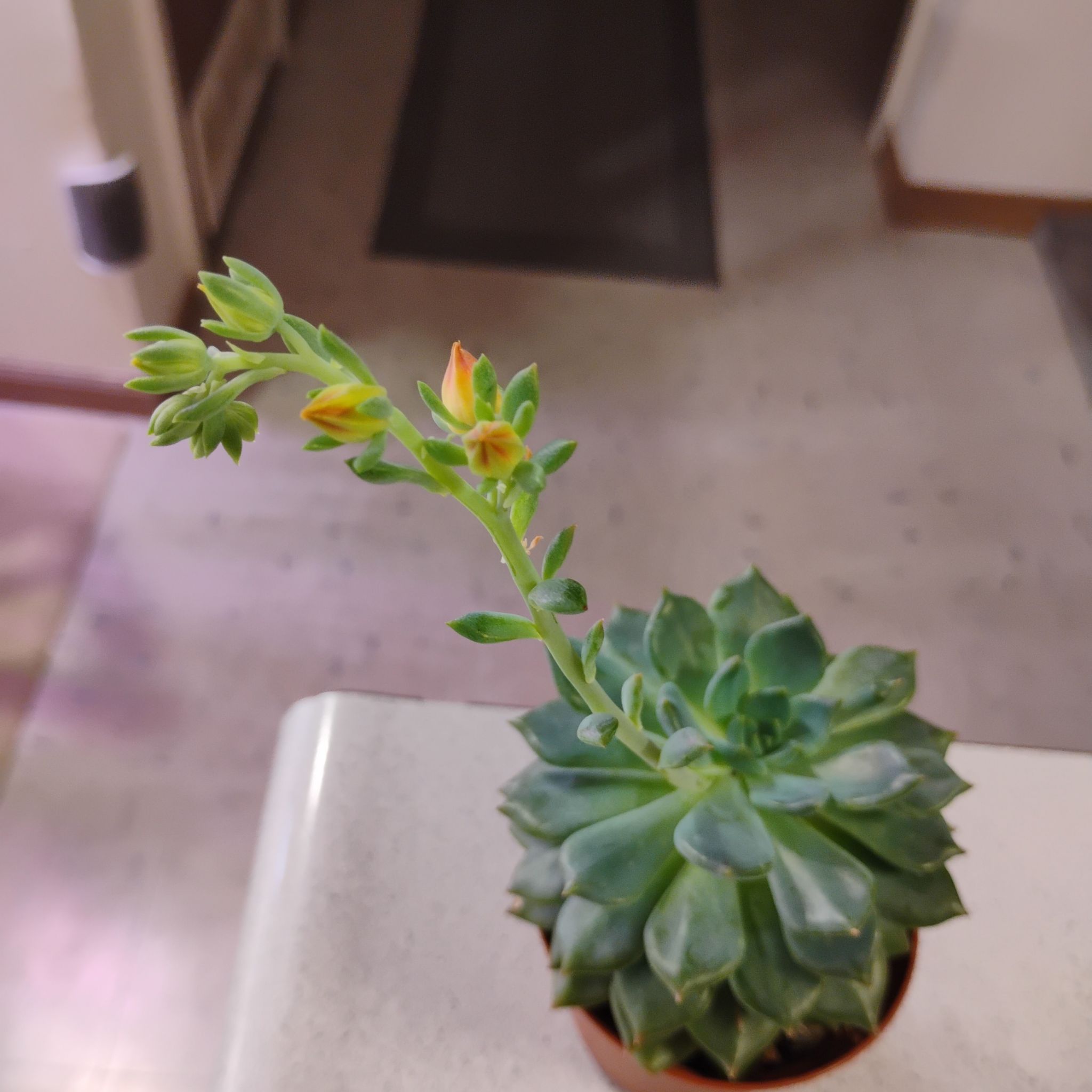 Photo of the plant species Echeveria Apus by @TinaRedchic named James Dean on Greg, the plant care app
