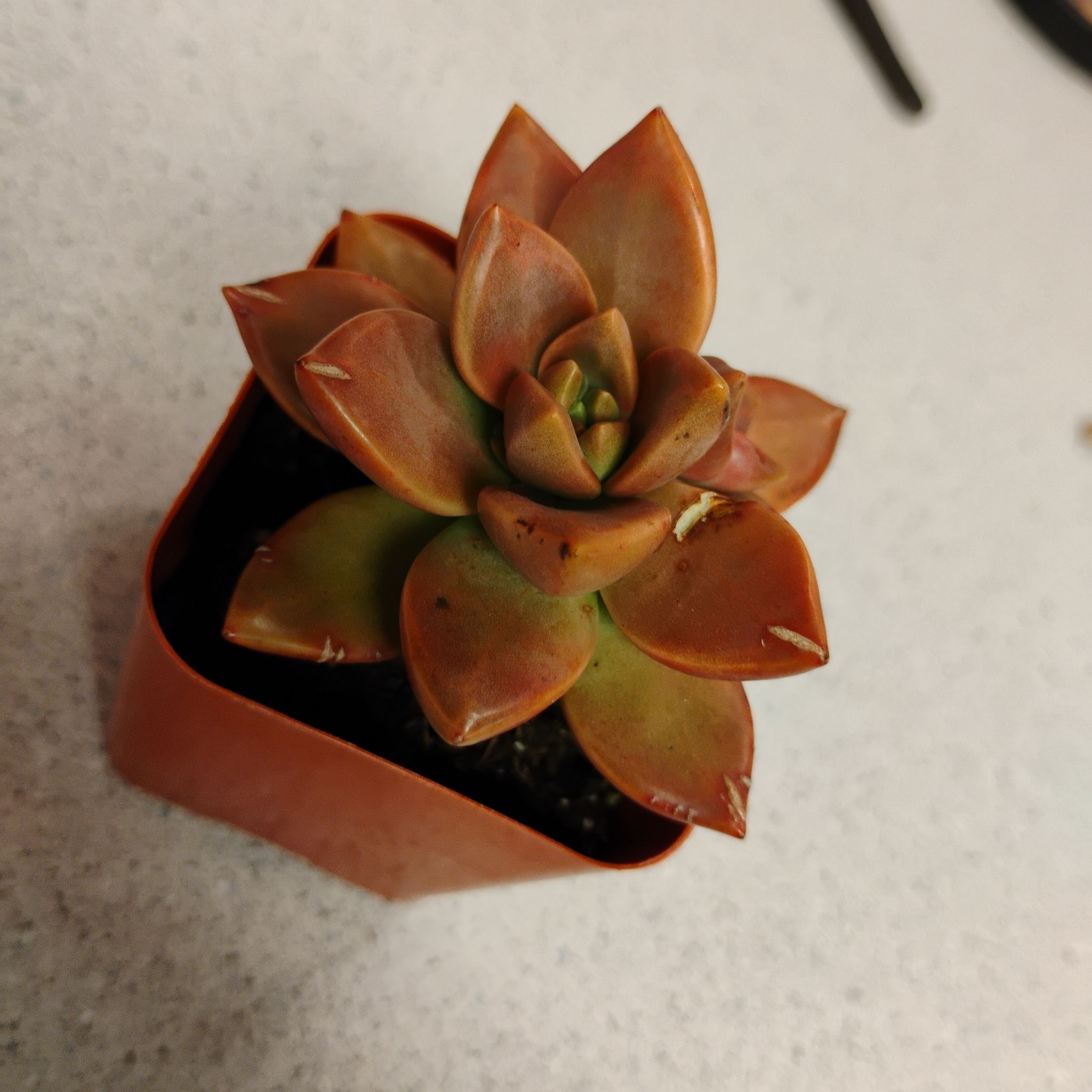 Photo of the plant species Aspen Glow Sedum by @TinaRedchic named Remington on Greg, the plant care app