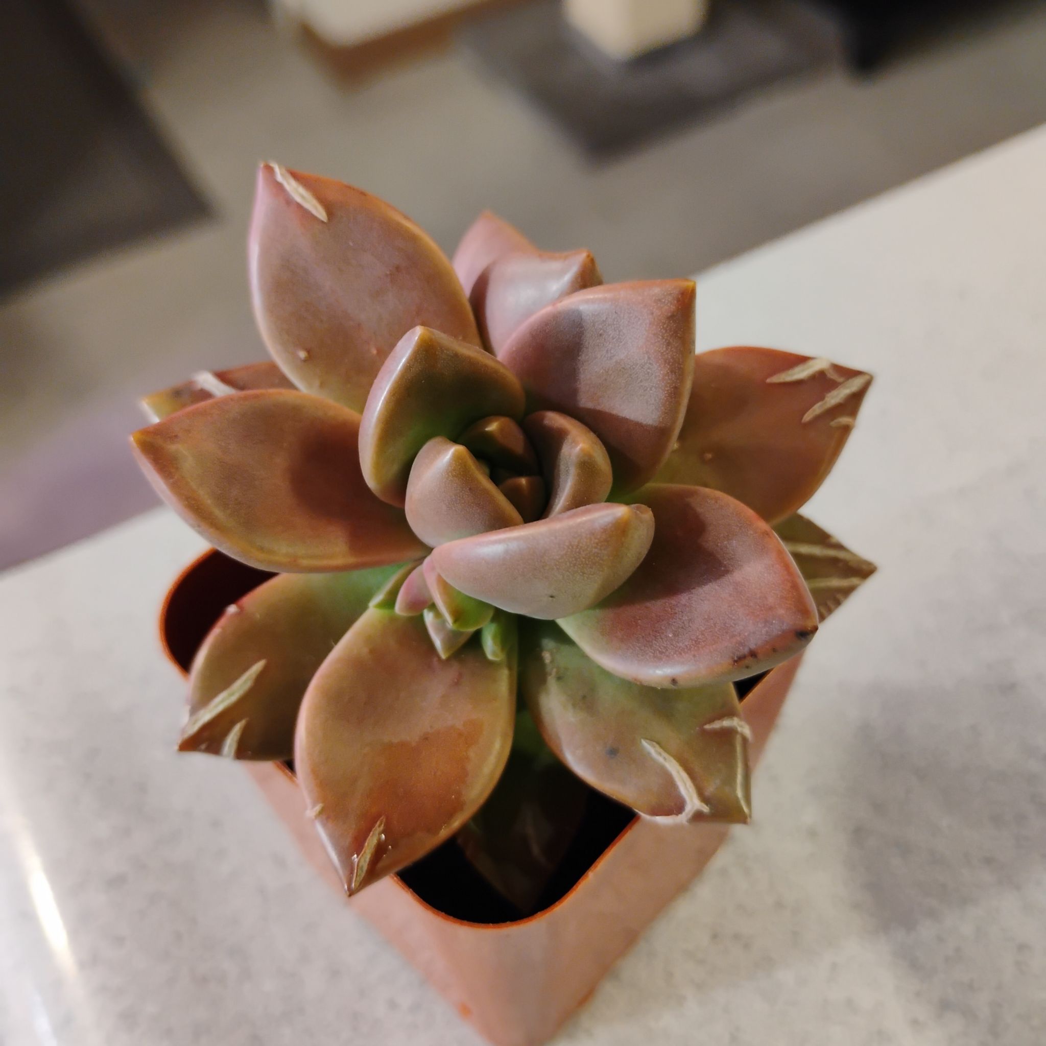 Photo of the plant species Aspen Glow Sedum by @TinaRedchic named Remington on Greg, the plant care app