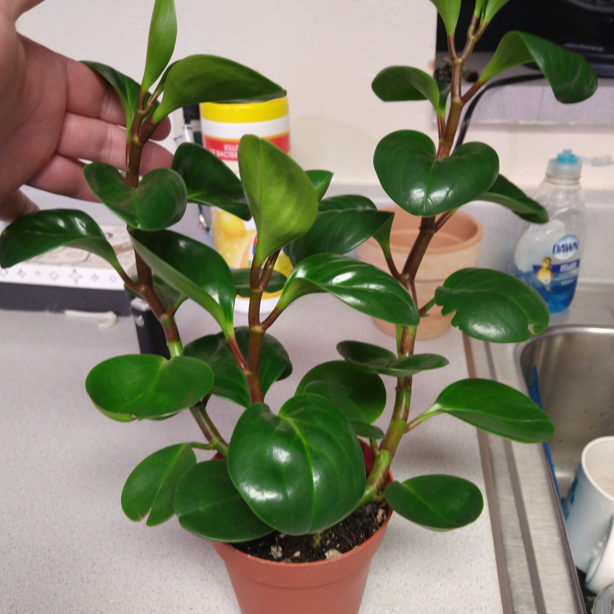 Healthy Peperomia Thailand plant with vibrant green leaves in a small pot.