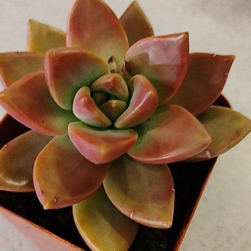 Photo of the plant species Graptosedum 'Vera Higgins' by @TinaRedchic named Remington on Greg, the plant care app