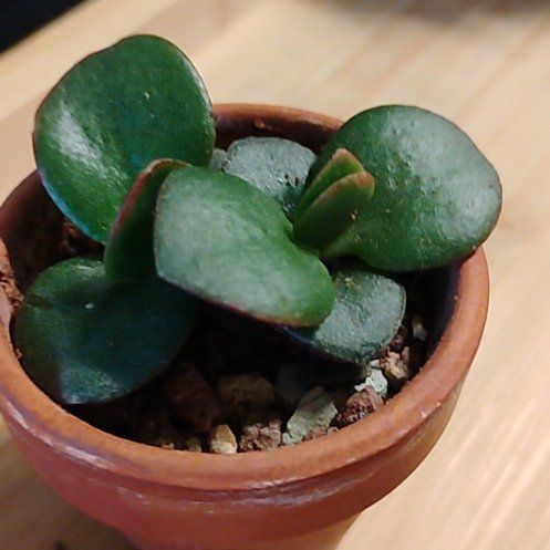 Photo of the plant species Jumbo Jade by @TinaRedchic named Doja Cat on Greg, the plant care app