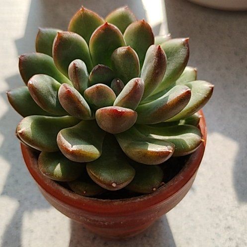 Photo of the plant species Graptoveria 'Bashful™' by @TinaRedchic named Bashful prop on Greg, the plant care app