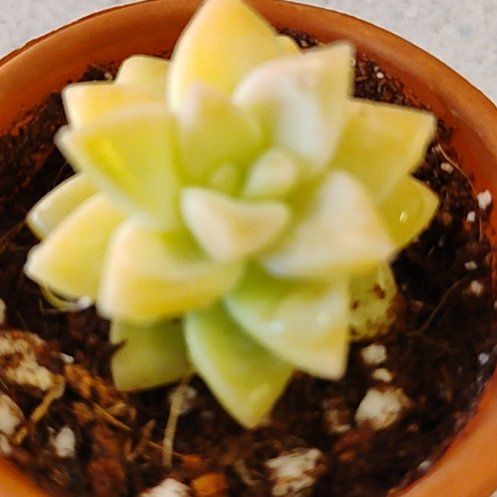 Photo of the plant species Variegated Ghost Plant by @TinaRedchic named Lavender on Greg, the plant care app