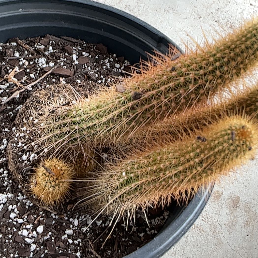 Photo of the plant species Bergerocactus Emoryi by @Chillgardener named Amigo on Greg, the plant care app