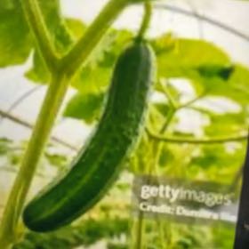 Photo of the plant species Cucumber by @Chillgardener named Bella on Greg, the plant care app