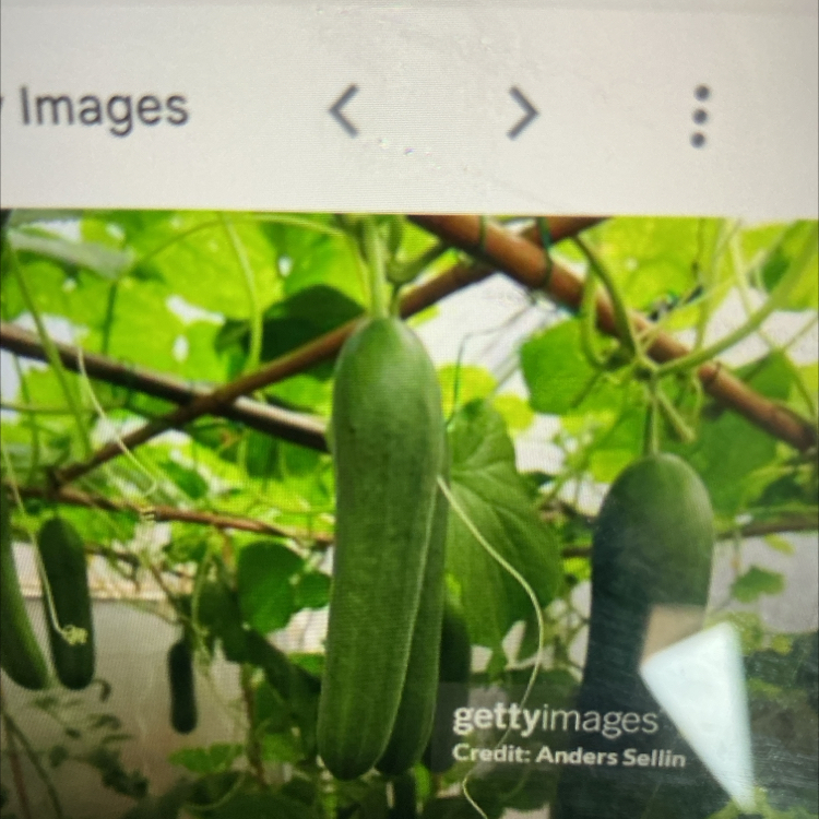 Photo of the plant species Cucumber by @Chillgardener named Kardashian on Greg, the plant care app