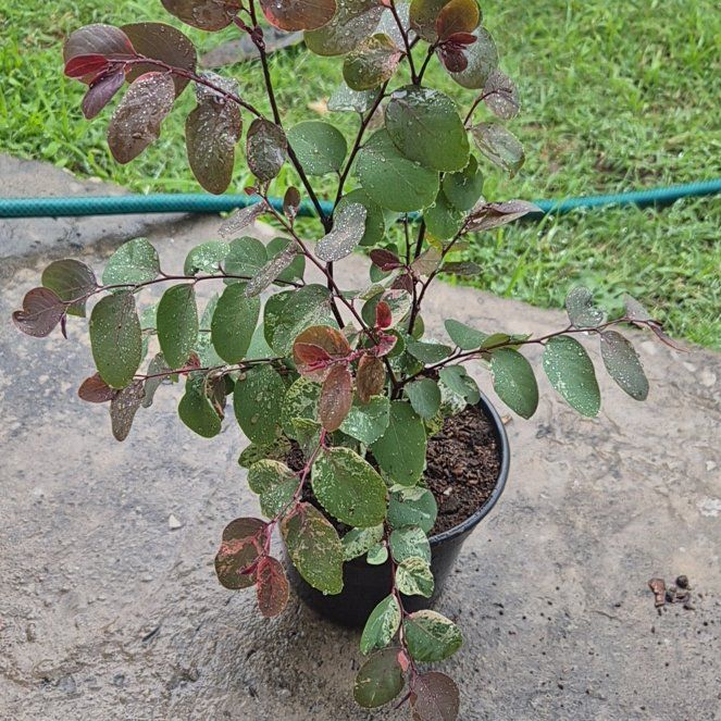 Photo of the plant species Brenia Snowbush by @LeafandLight named Maya on Greg, the plant care app