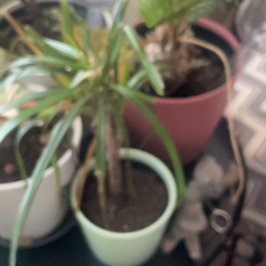 Photo of the plant species Sea Daffodil by @BetterWasabi9 named Sage on Greg, the plant care app