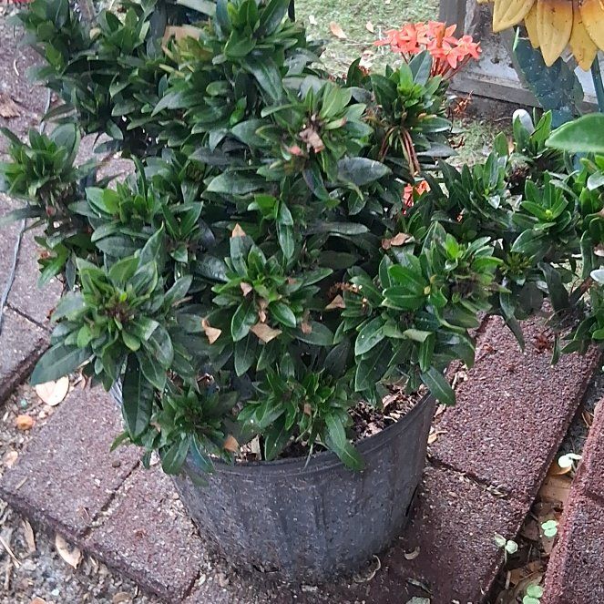 Photo of the plant species Flame of the Woods by @SteamyGrass72 named Xena on Greg, the plant care app