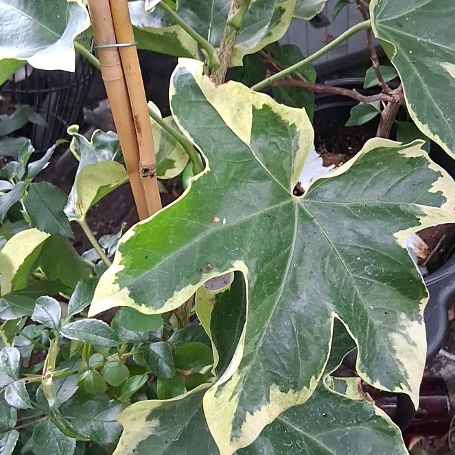 Photo of the plant species Ivy Gourd by @SteamyGrass72 named Sahara on Greg, the plant care app