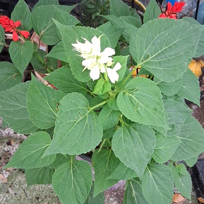 Photo of the plant species Scarlet Sage by @SteamyGrass72 named Surya on Greg, the plant care app