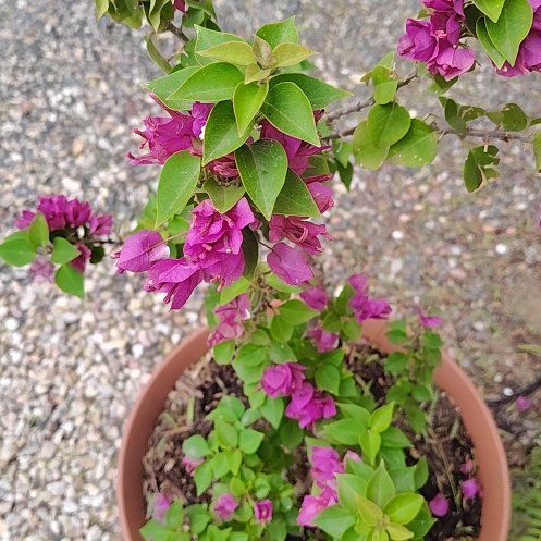 Photo of the plant species Torch Glow Bougainvilla by @TunefulPuriri37 named Marilyn on Greg, the plant care app